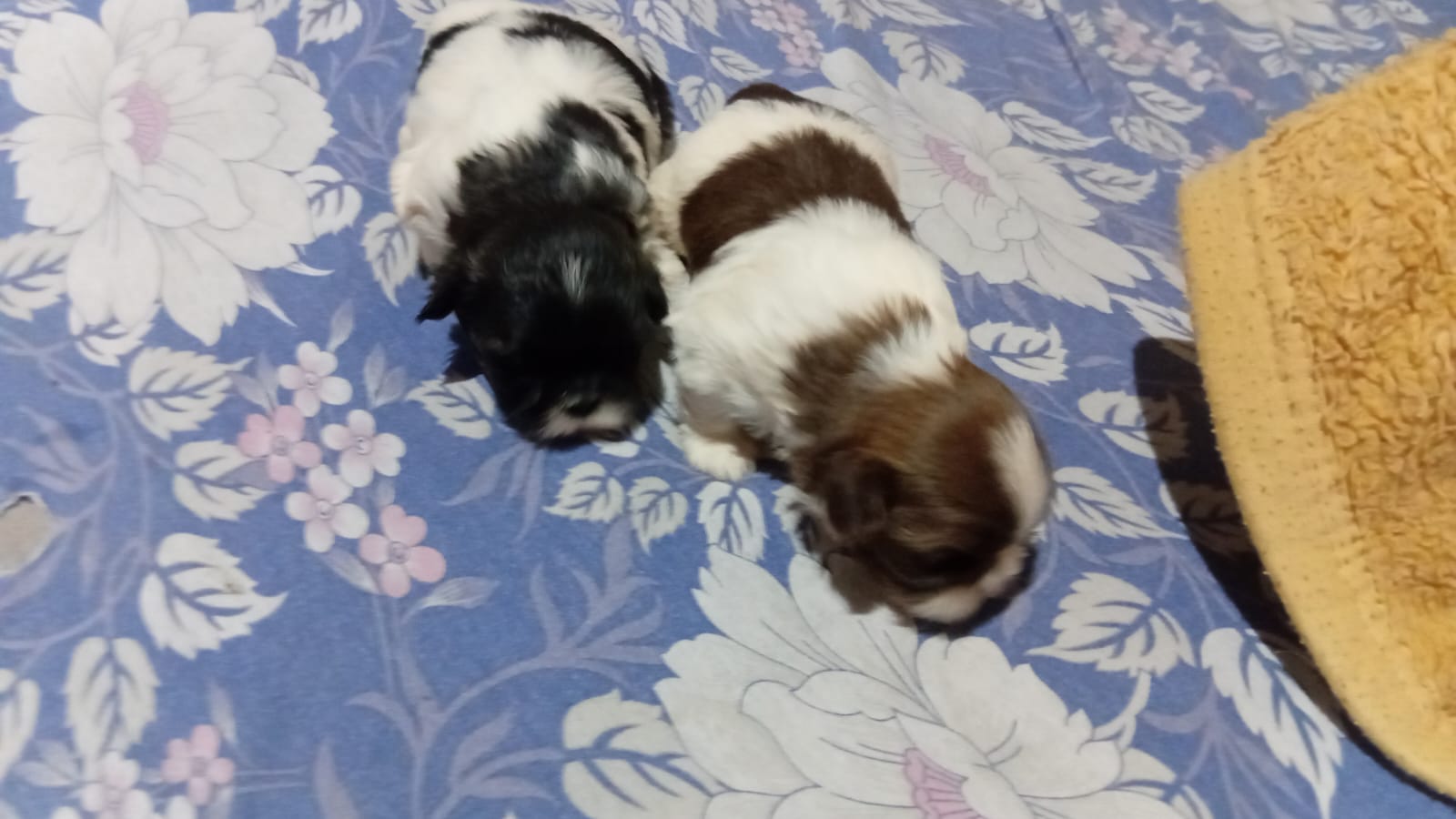 Filhote de shitizu 1 femea 1 machinho. - Foto 1