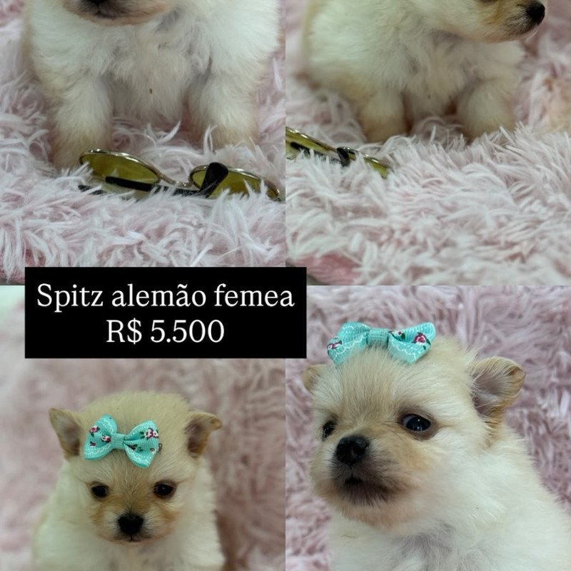 filhotes de spitz alemão machos e femeas - Foto 5