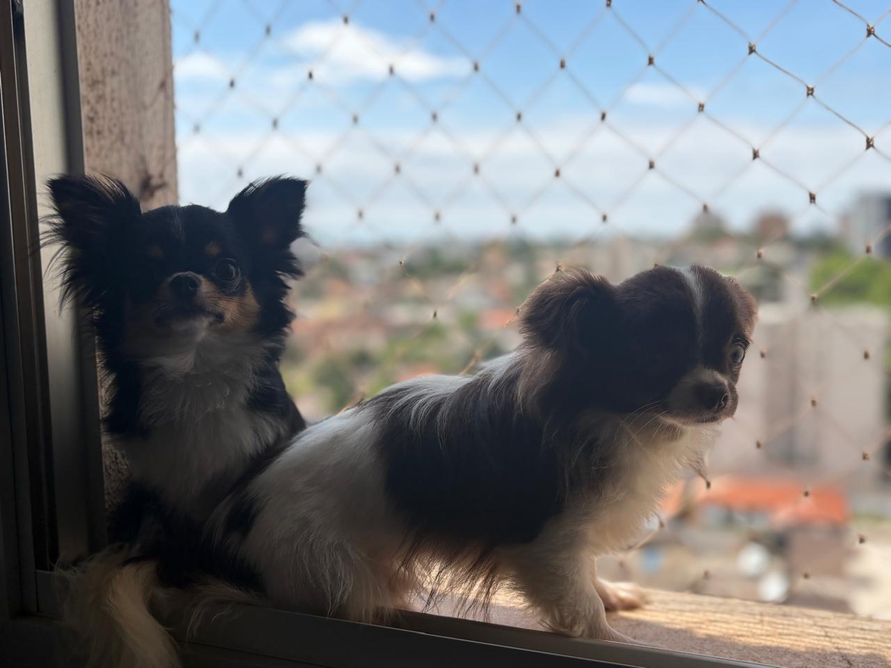 Portal Vendocão Filhote Chihuahua fêmea  Cascavel