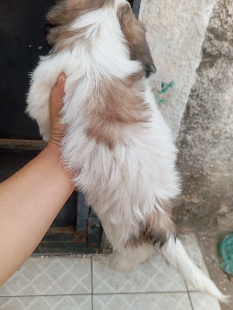 Portal Vendocão Filhote de shitzu  Teresina 