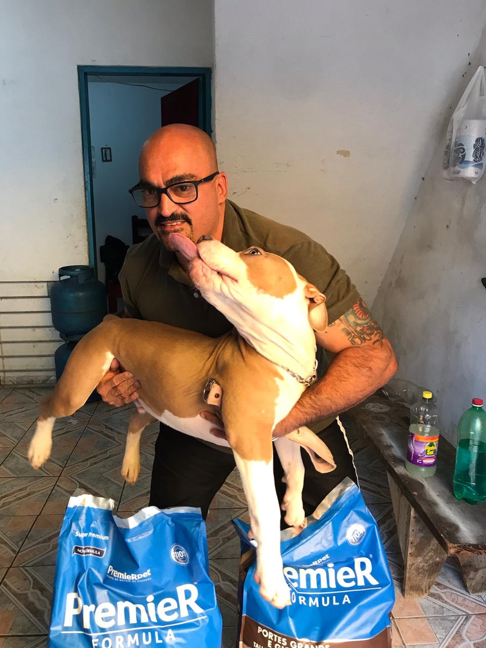 Portal Vendocão Filhote de pitbull American bully Merle  São Bernardo do Campo 