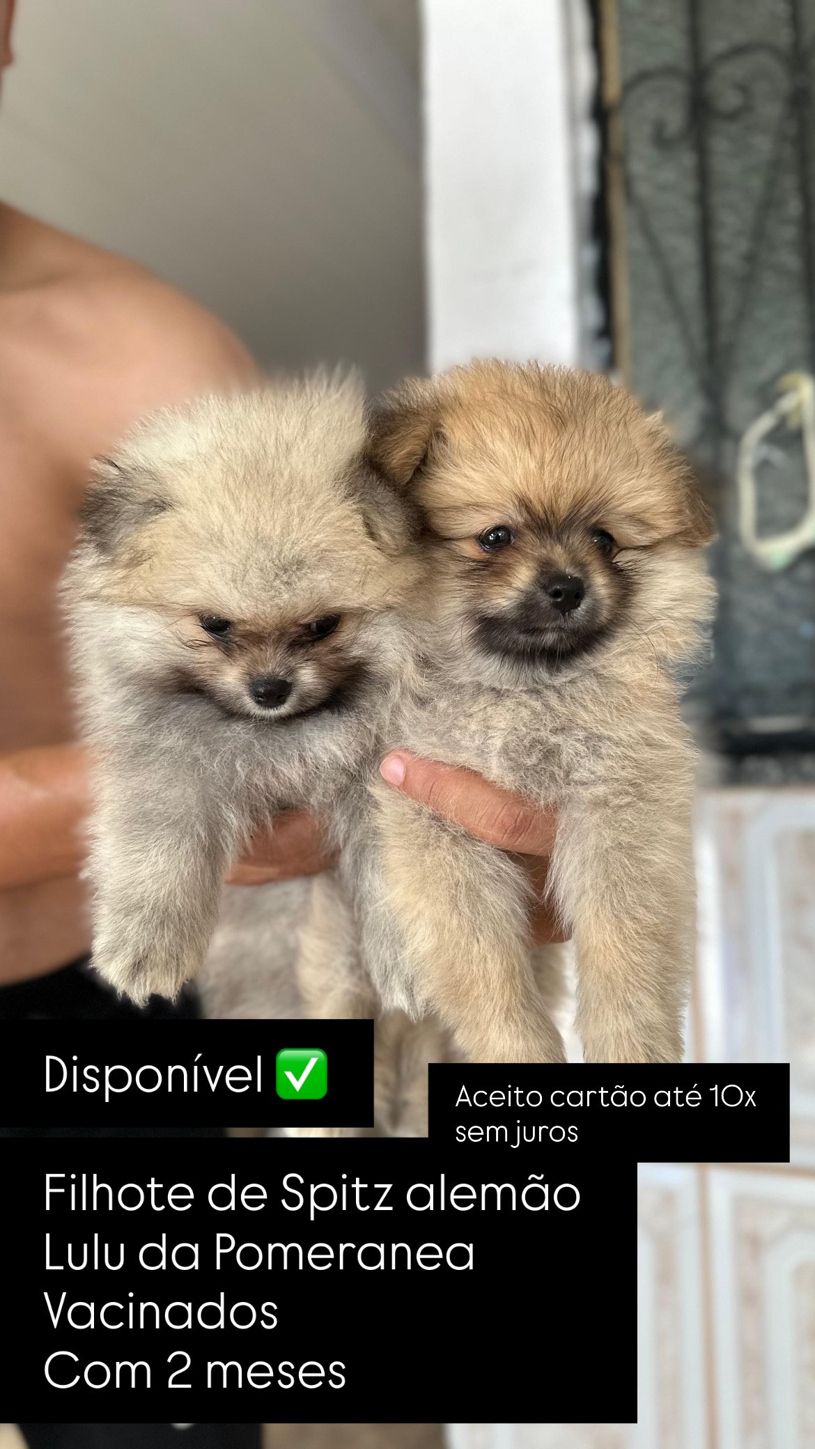 Vendo Spitz Alemão Lulu da Pomeranea - Foto 1