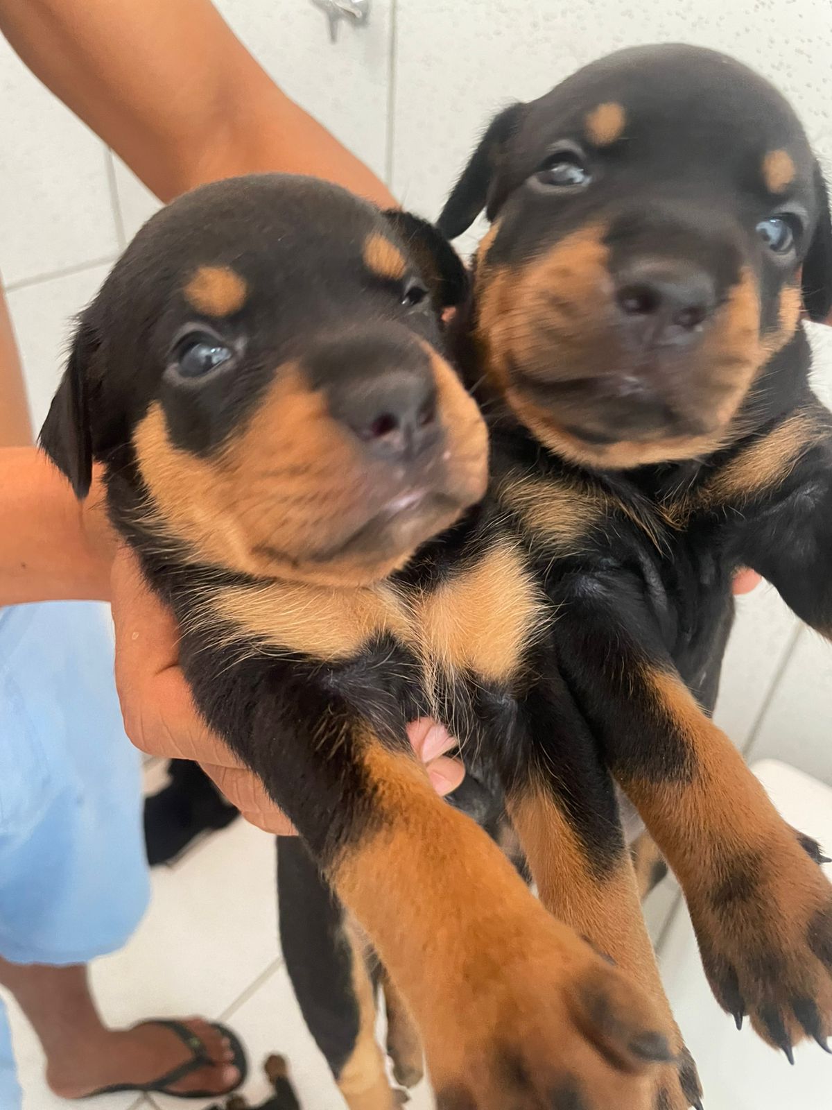 Portal Vendocão Filhotes de Rottweiler Disponíveis  TERESINA