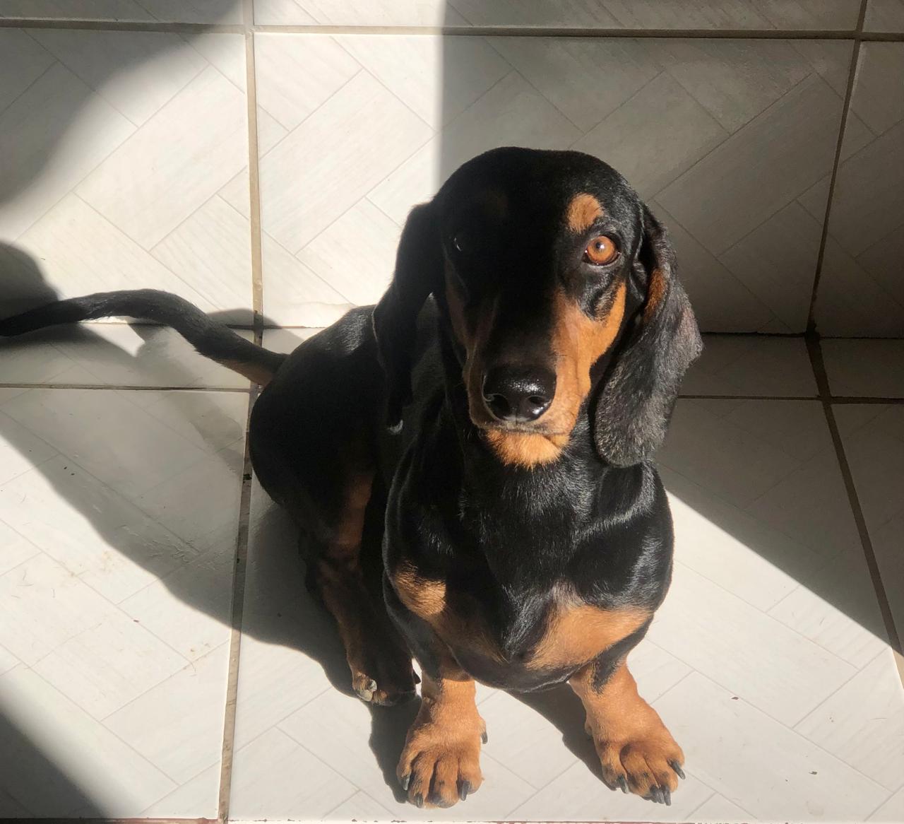 Portal Vendocão Os melhores filhotes de Dachshund  Caruaru 