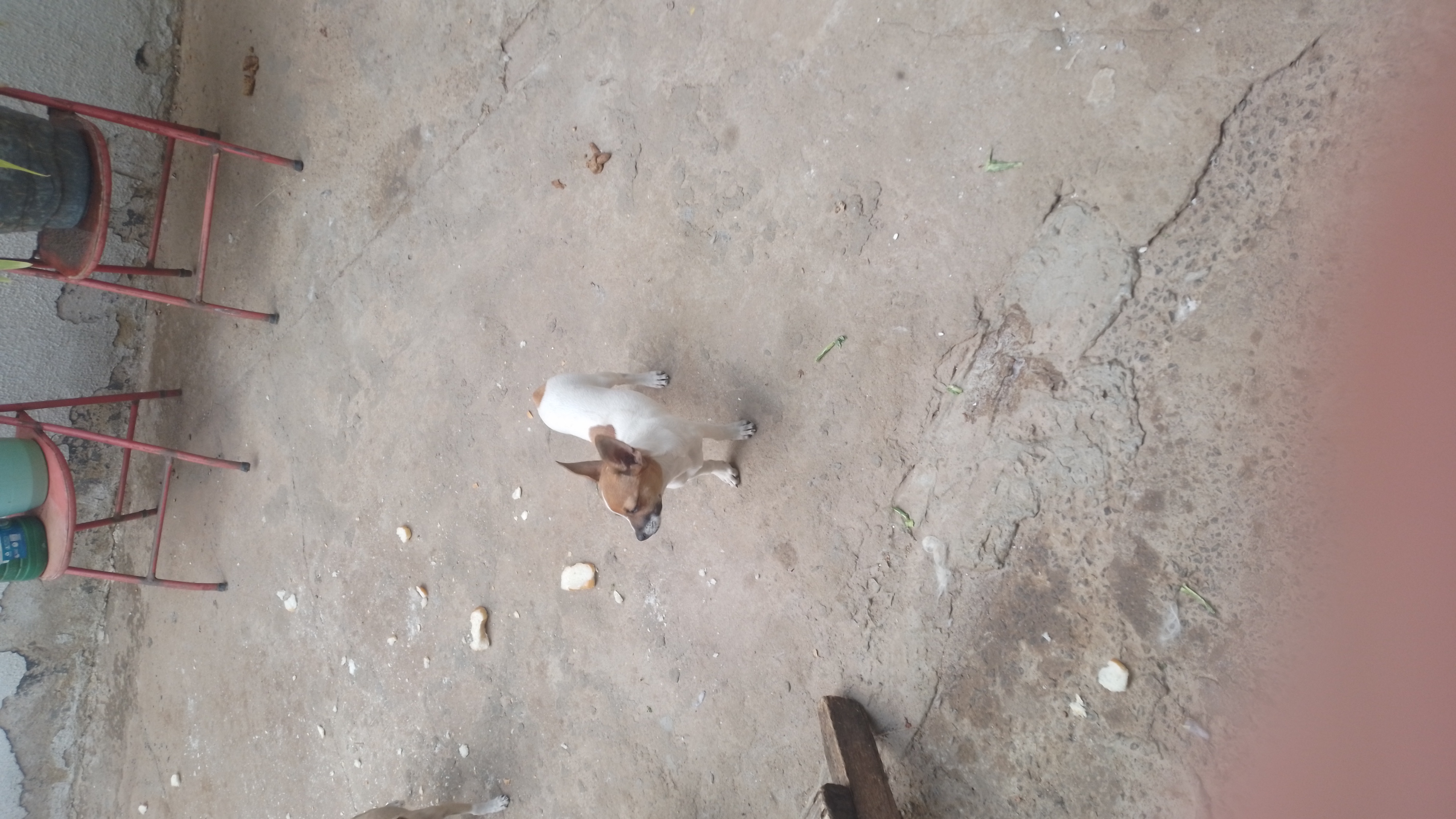 Portal Vendocão Vendo pincher fêmea  Ap de Goiânia 