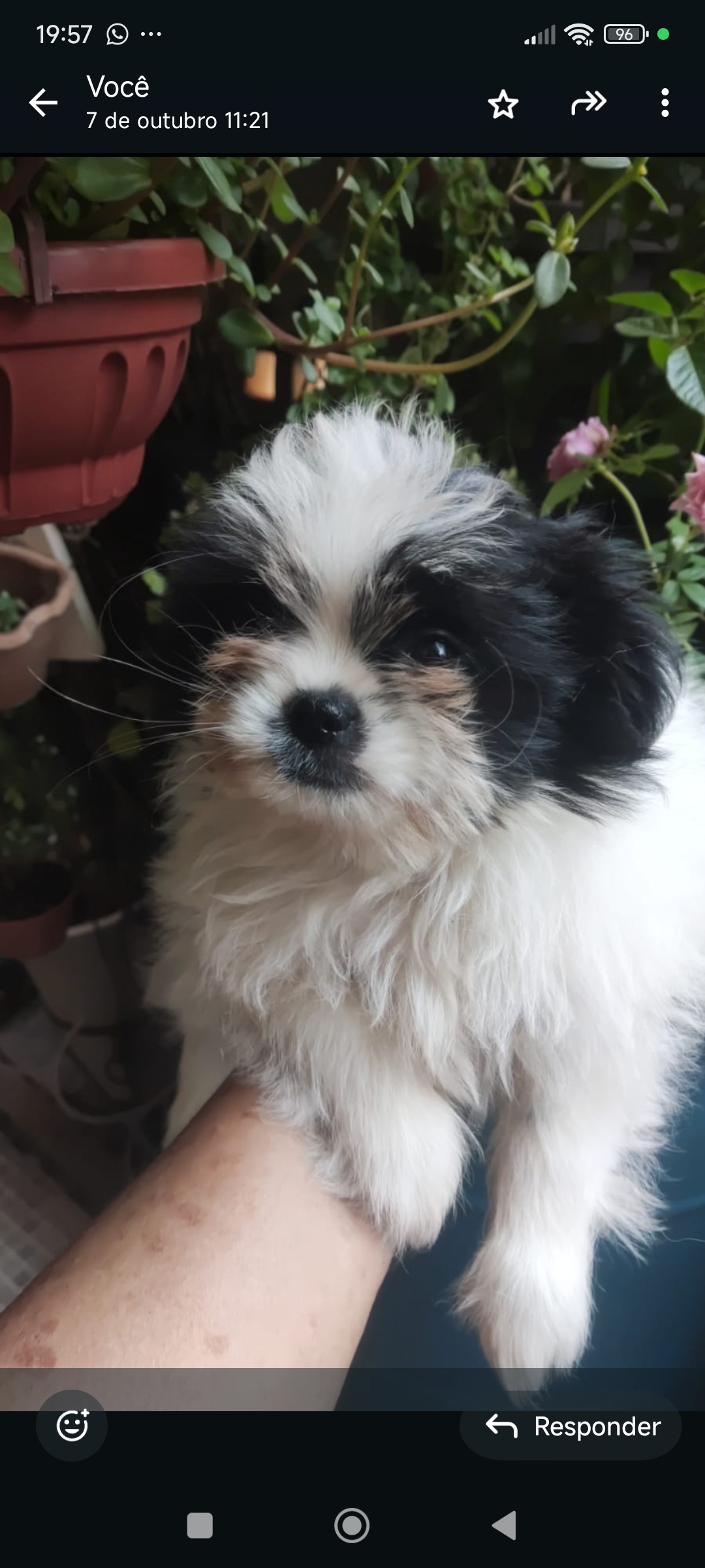 machinho de shihtzu - Foto 1