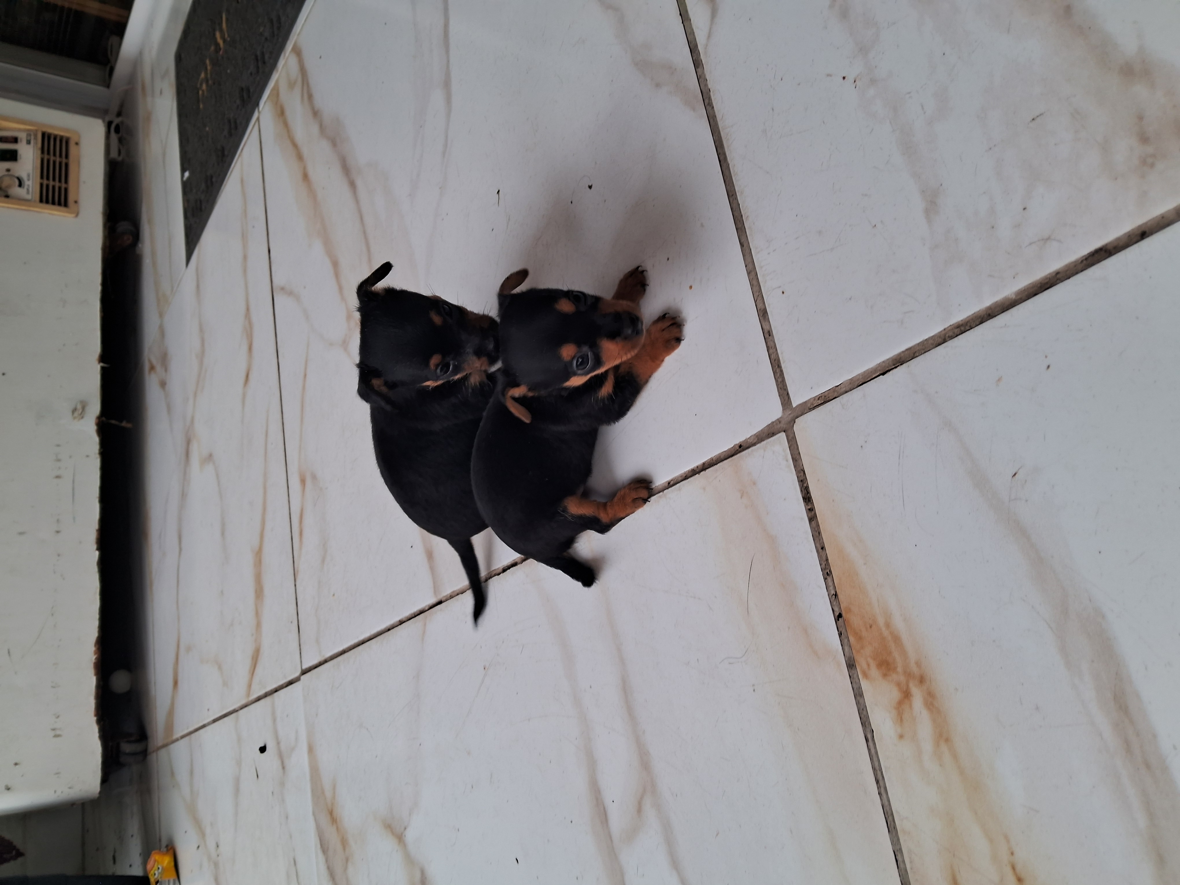 Portal Vendocão Filhotes pinscher  Recife