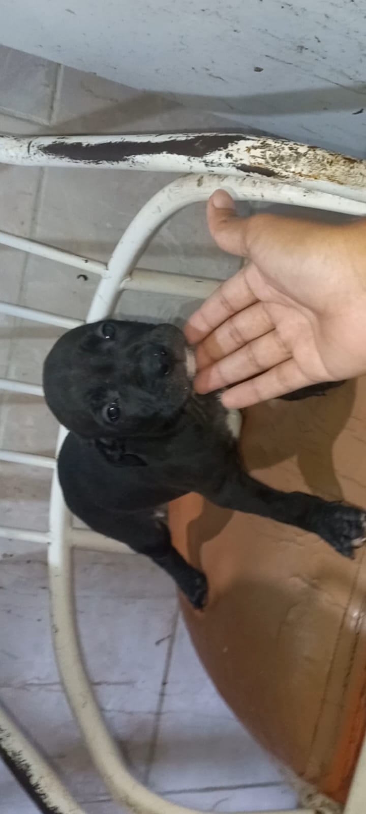 Filhote de pitbull macho com 1 mês e 10 dias   - Foto 2