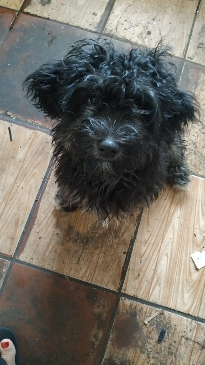 Portal Vendocão Vendo cãozinho shitzu com podle  Juiz de Fora