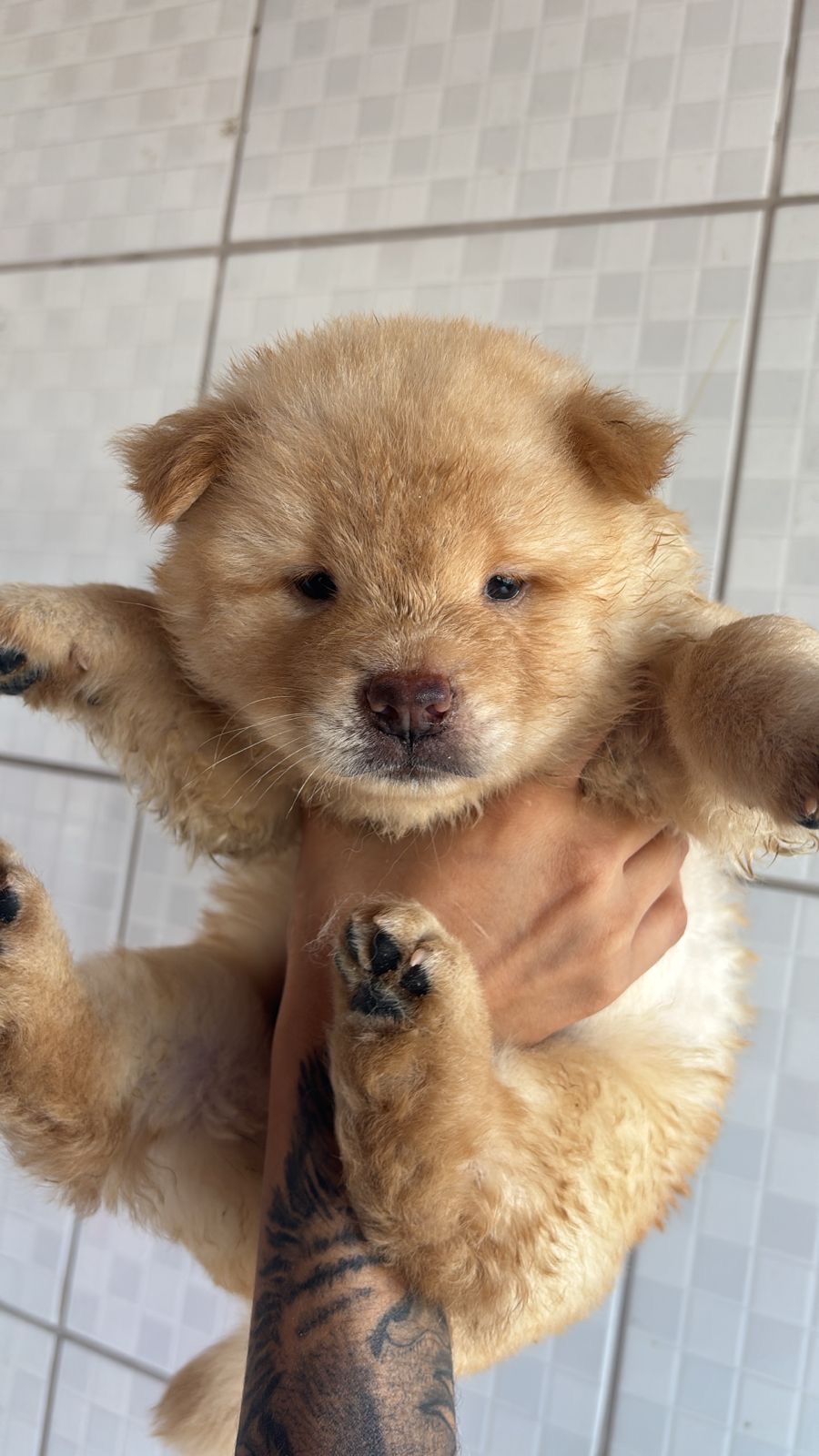 Portal Vendocão Vendo filhotes de Chowchow puro São luis