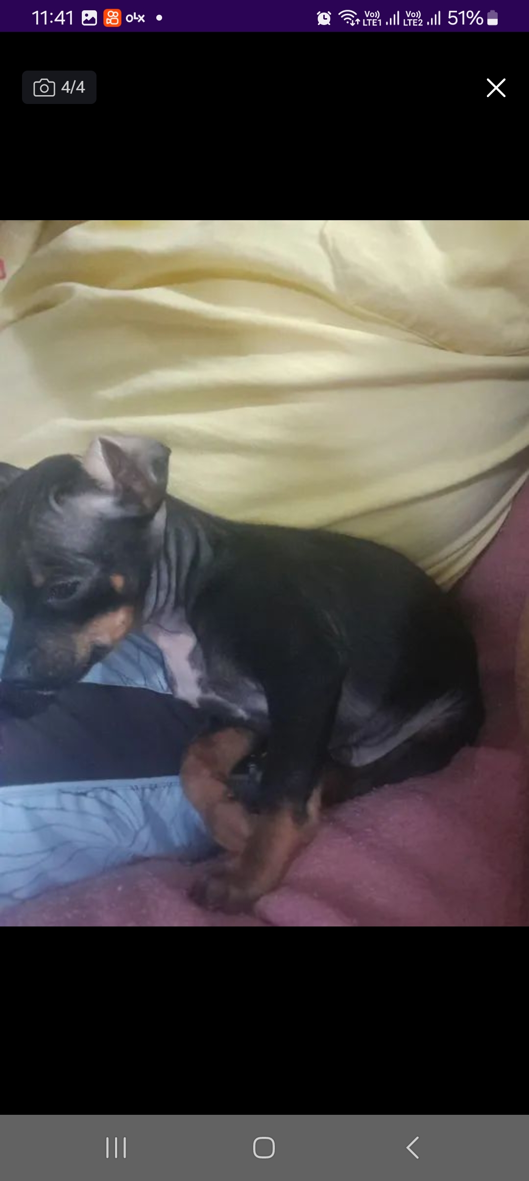 filhotes de Pinscher Ponta grossa 