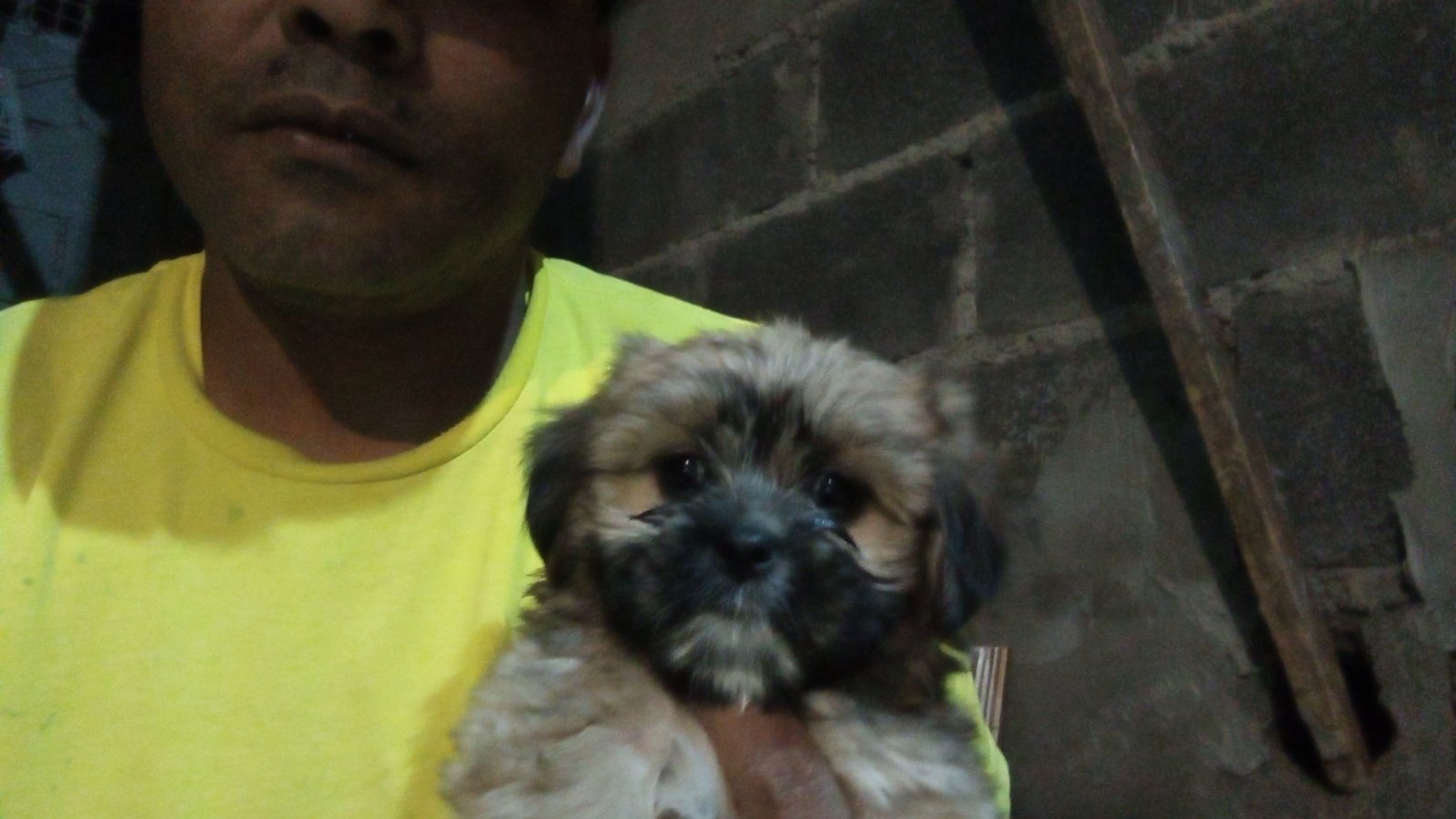 Lhasa Apso um macho pintado e fêmea dourada com preto  - Foto 2