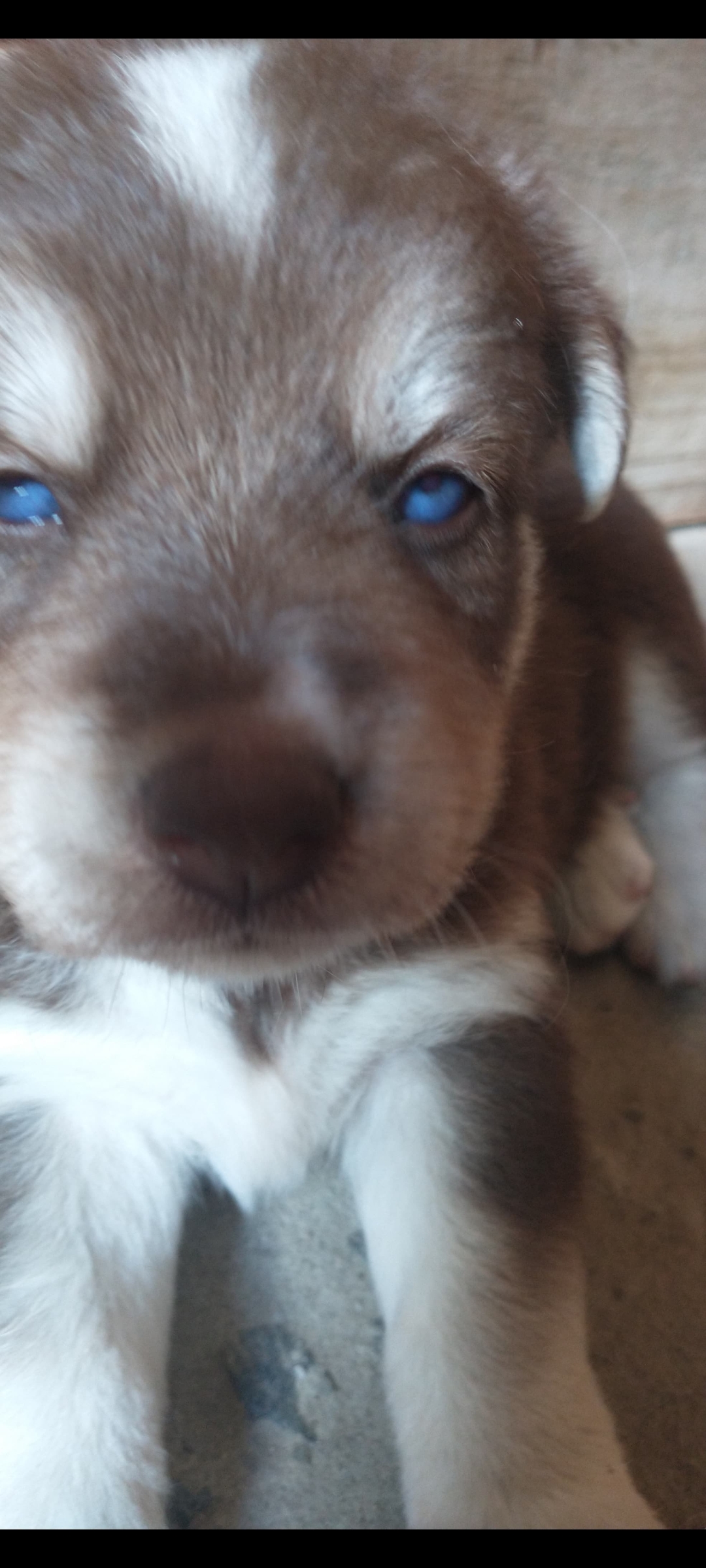 Vendo filhote de Husky Siberiano (pai) Yorkshire terrier e pastor alemão ( mãe) - Foto 4