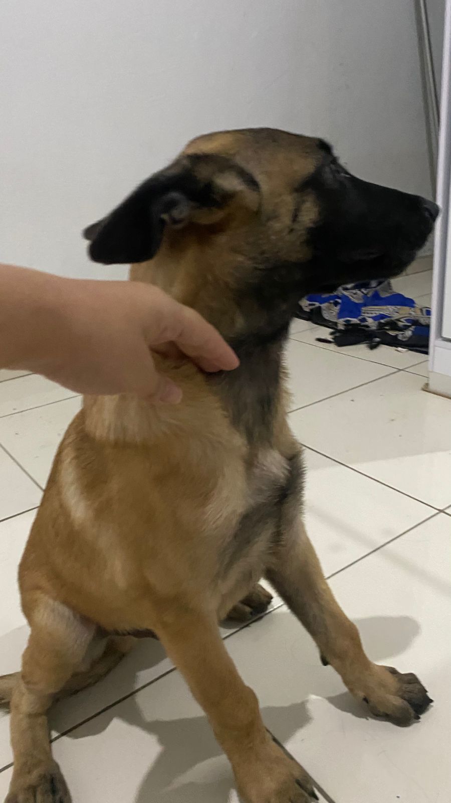 Portal Vendocão Filhotes Pastor Belga Malinois. 3 Meses. Fortaleza