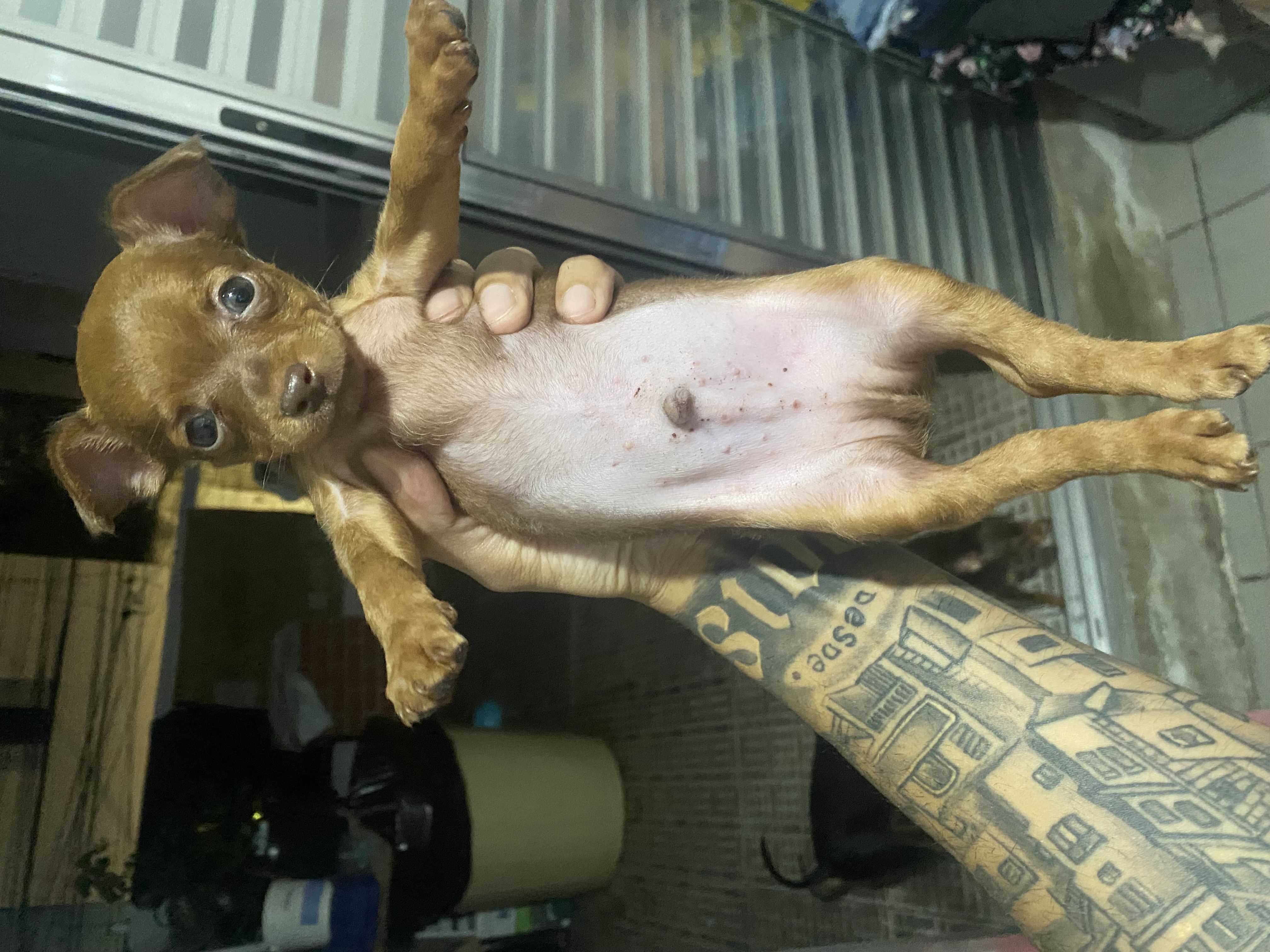 Portal Vendocão Filhote de Pinscher 0 São Paulo 