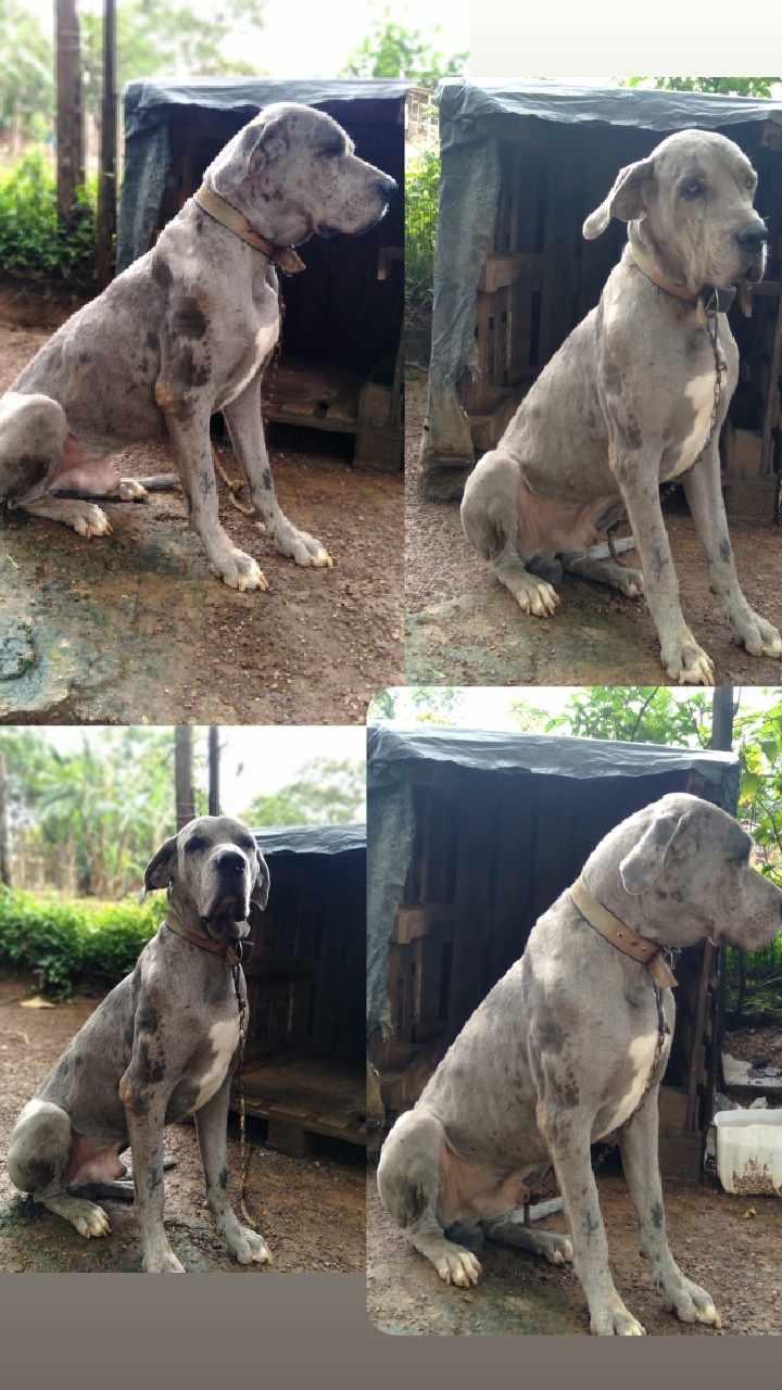 Portal Vendocão Vendo cachorro Dogue Alemão  Santo Antônio Do Descoberto 