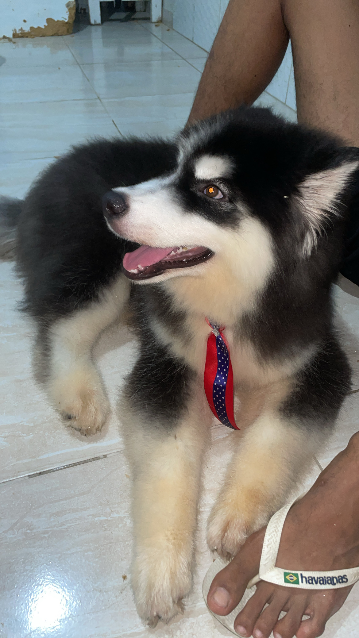 Portal Vendocão Vende-se husky siberiano  Recife