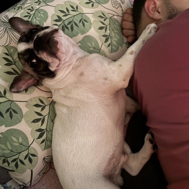Filhote de Buldogue Francês - Foto 2