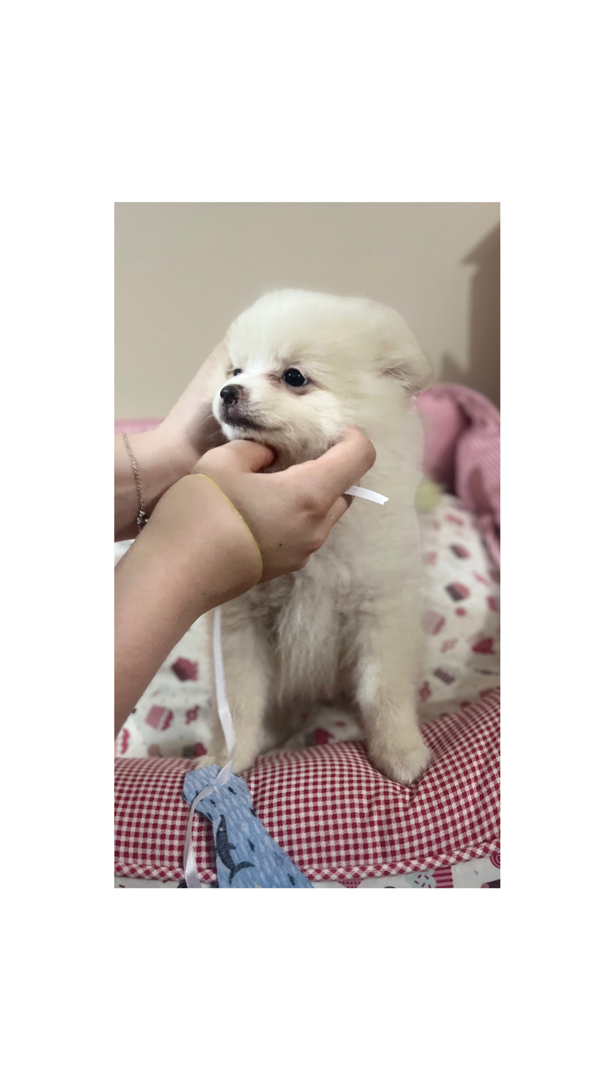 Portal Vendocão Lulu da pomerania  São Paulo 