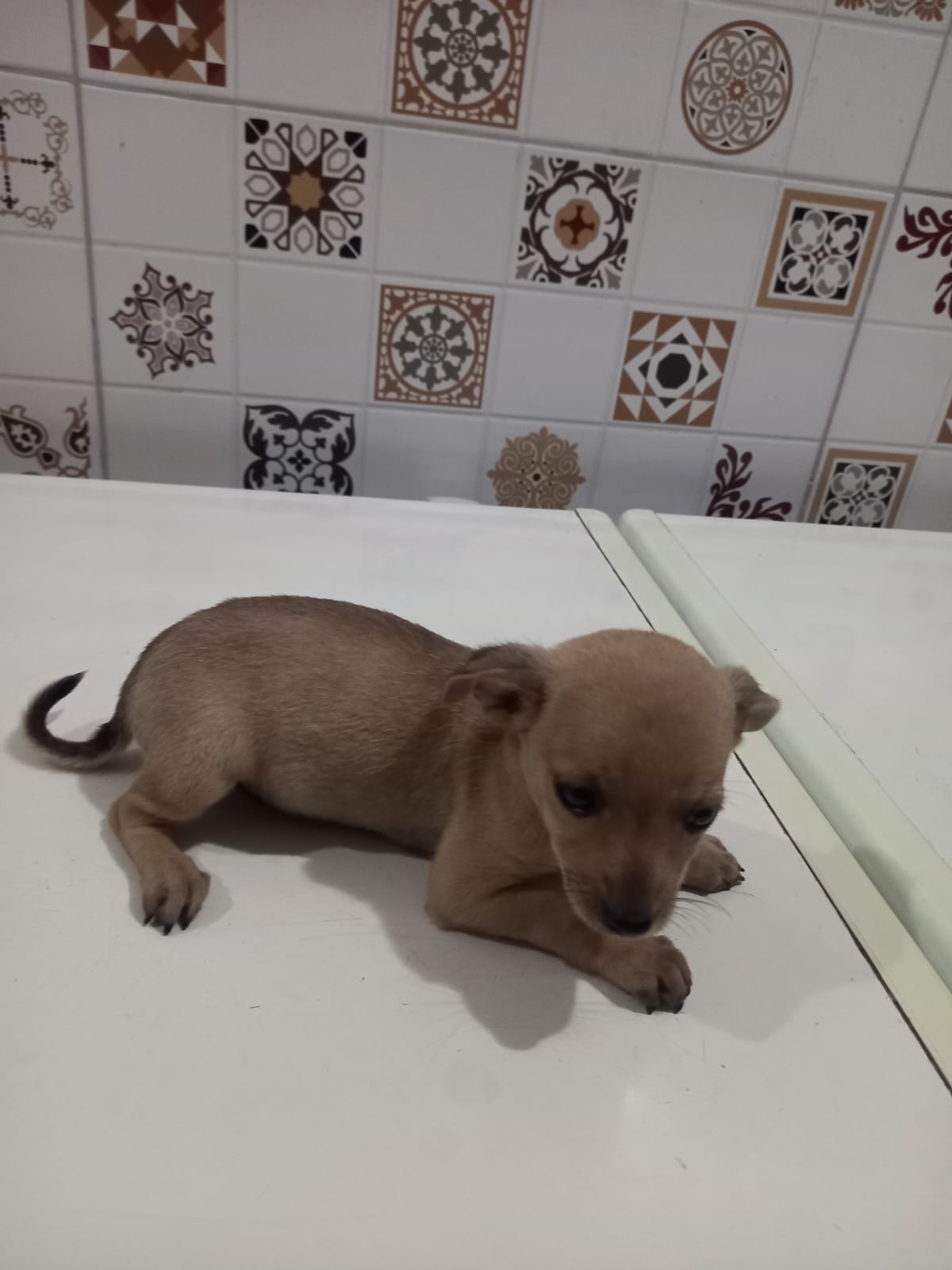 Portal Vendocão Cachorro Pinscher número 1  João pessoa 