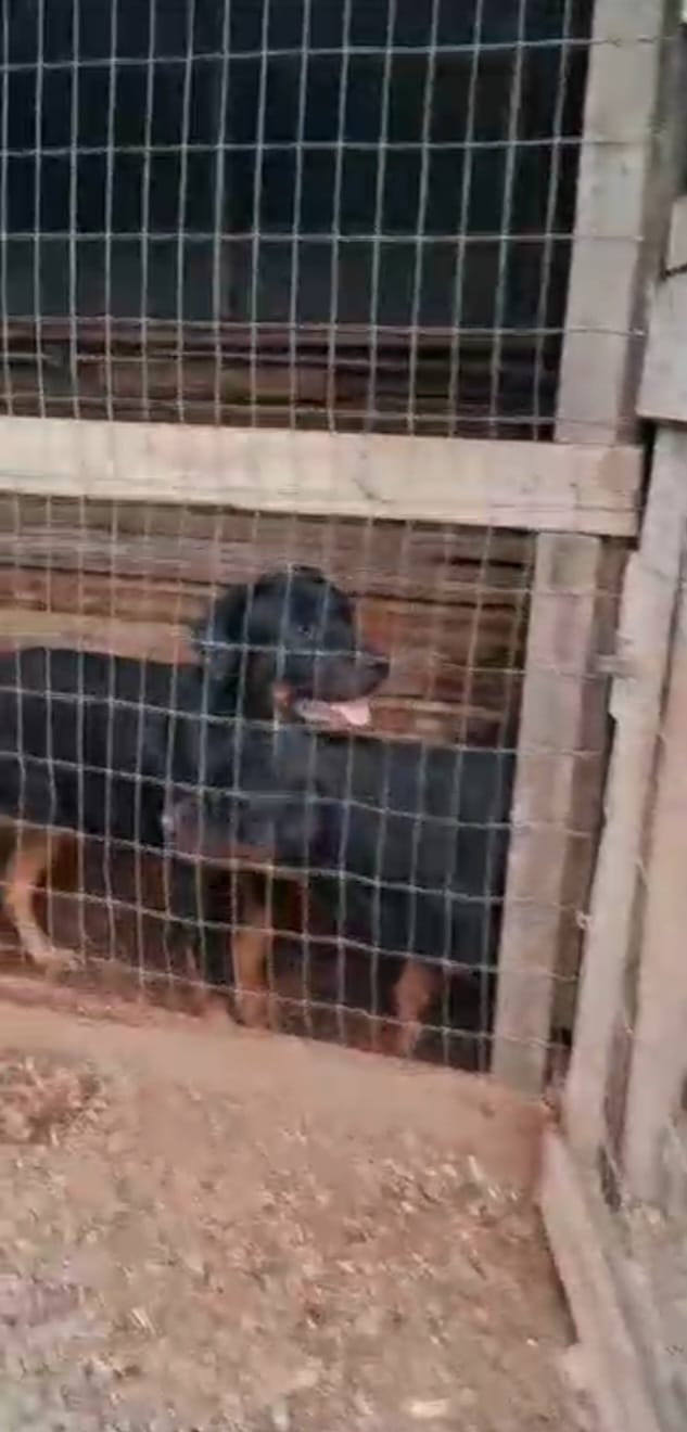 Portal Vendocão Casal Rottweiler São leopoldo 