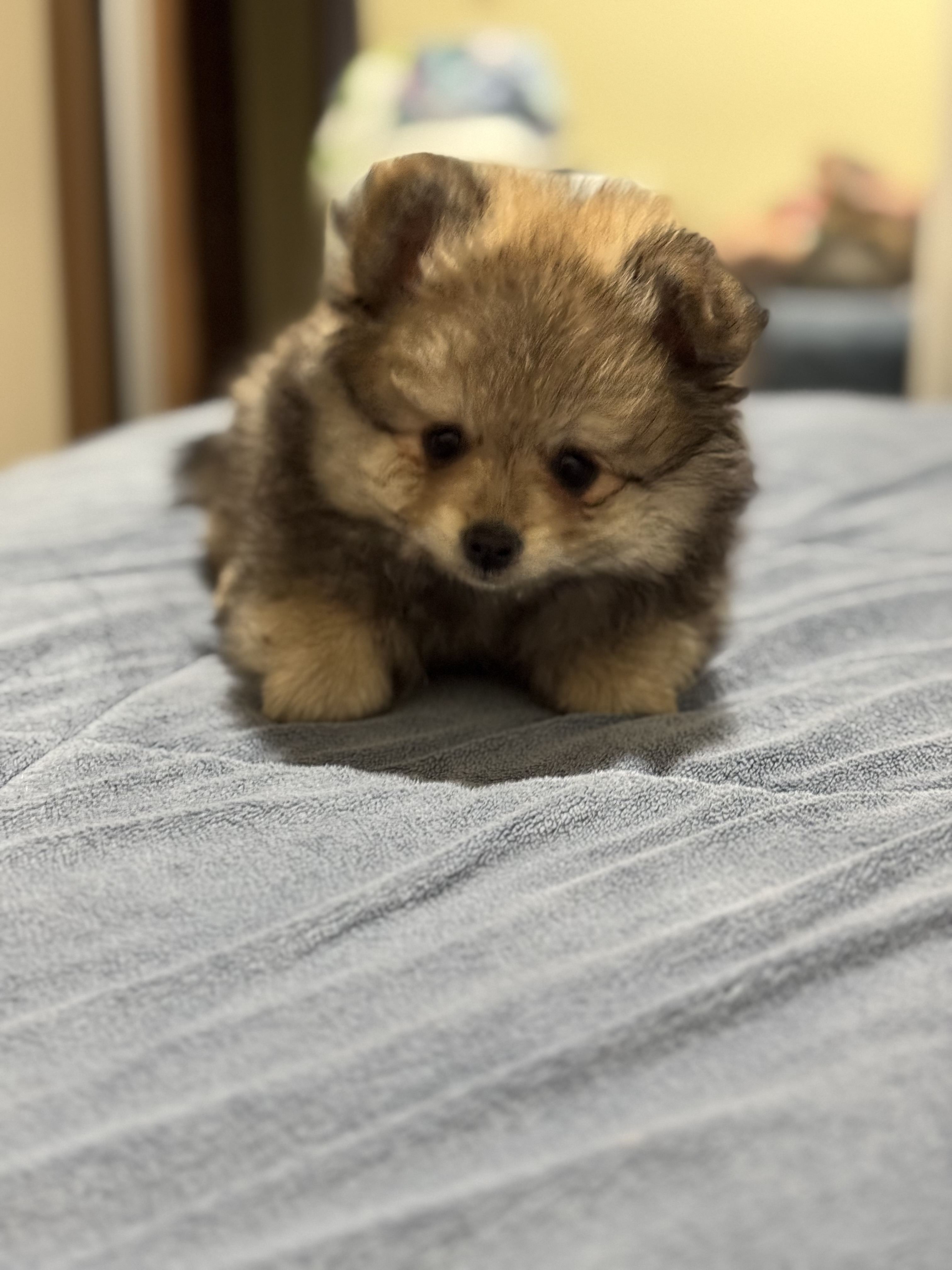 Lulu da pomerania - Foto 2