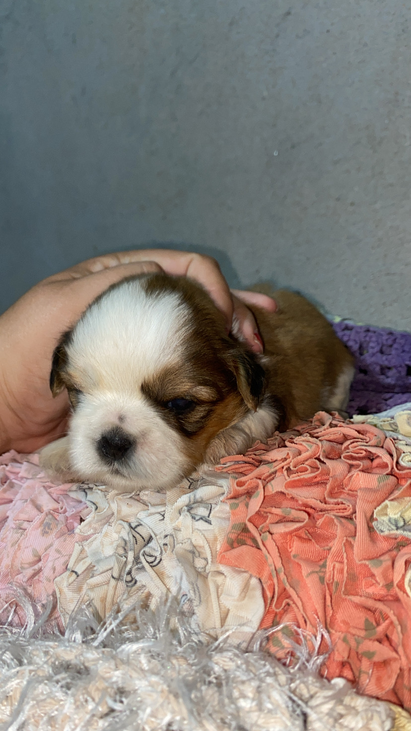 Portal Vendocão Shih tzu Imperatriz