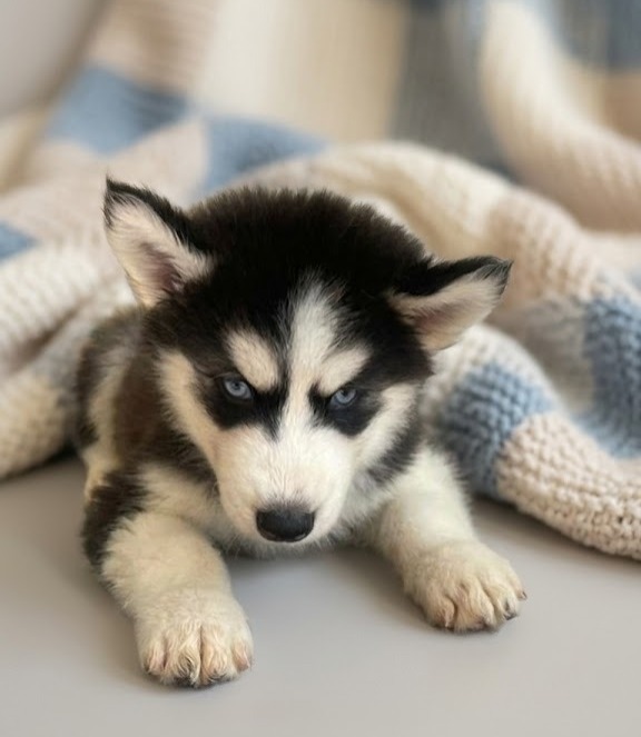 Filhote Husky Siberiano - Foto 2