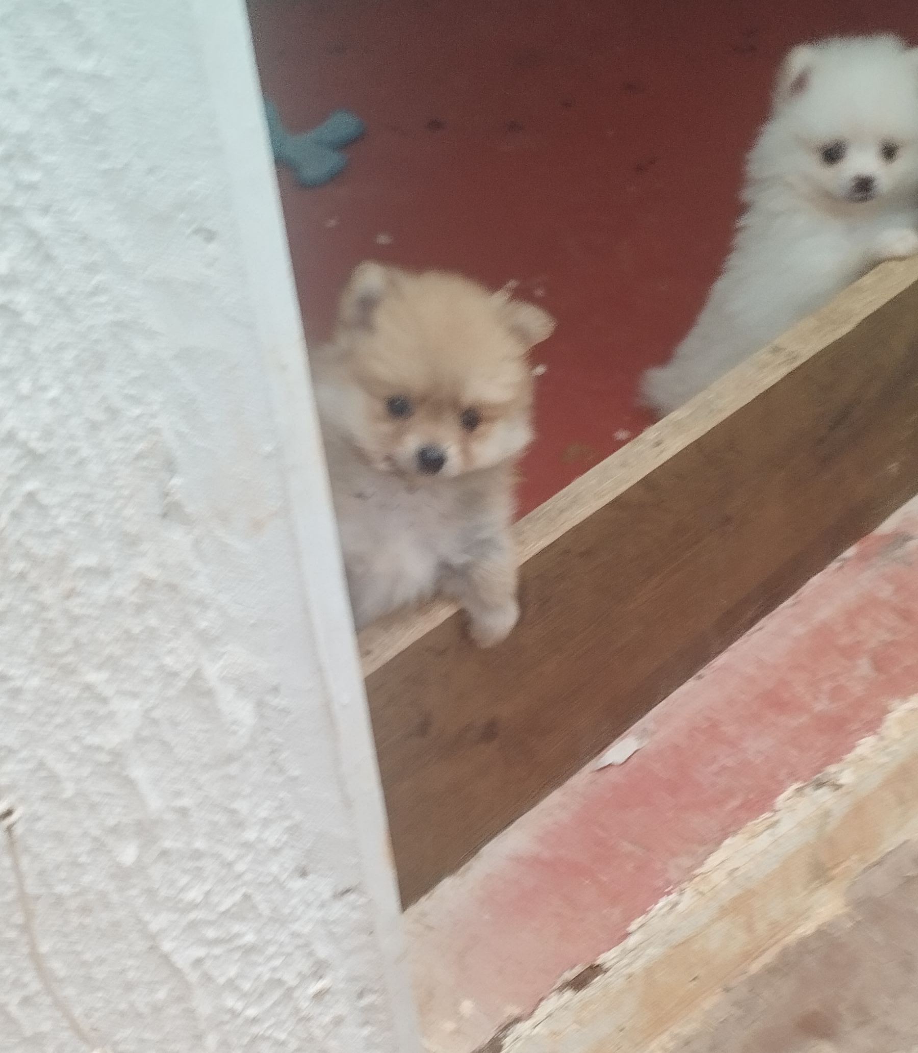 Portal Vendocão Lindos filhotes de Lulu da Pomerânia  Ponte Alta norte