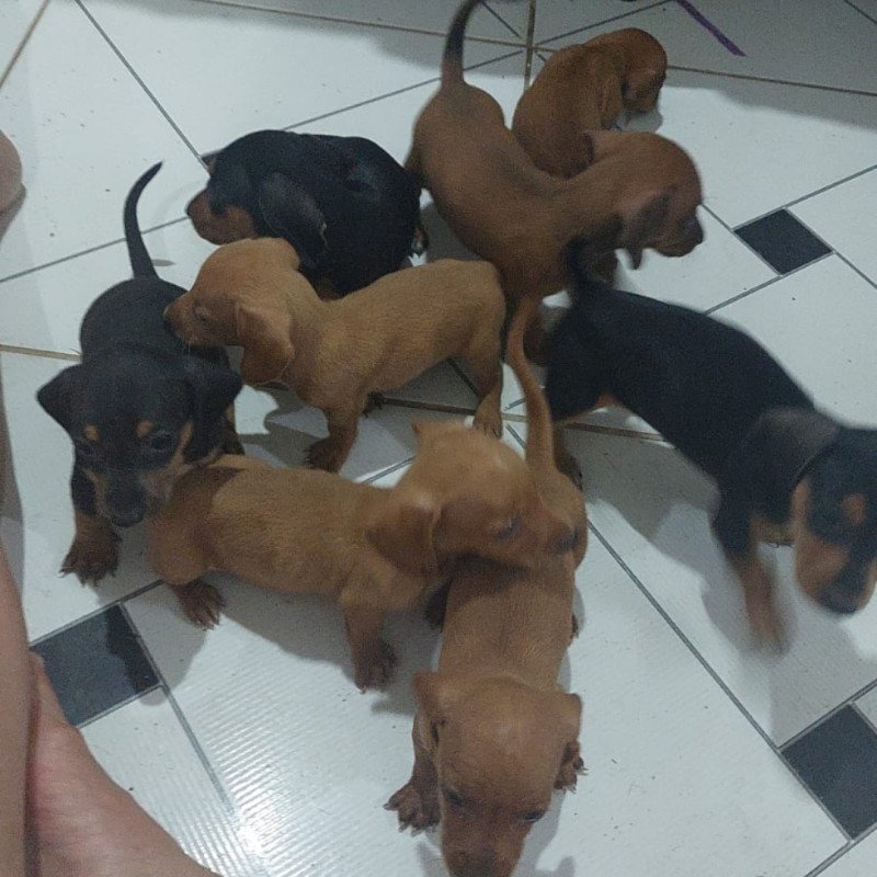 Filhotes de 30 dias, só vao aos 45 dias com a primeira vacina e desvermifugados tenho 17 cada um de cor diferente - Foto 1