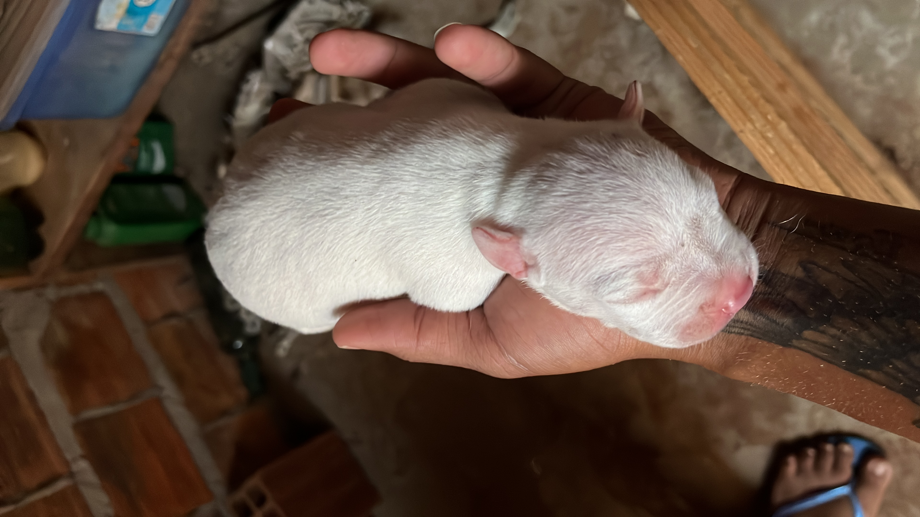 Portal Vendocão Venda de filhote de Pitbull São Sebastião 