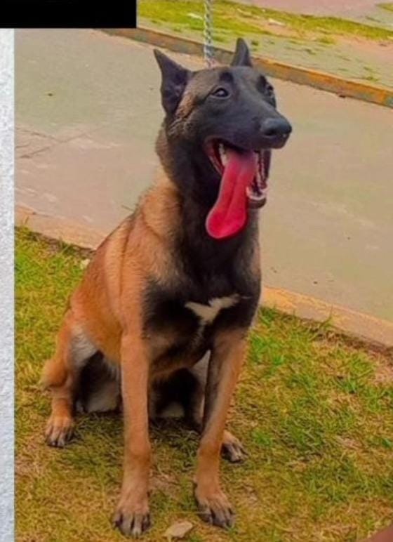 Portal Vendocão Filhotes de Pastor belga Malinoa  Guarulhos