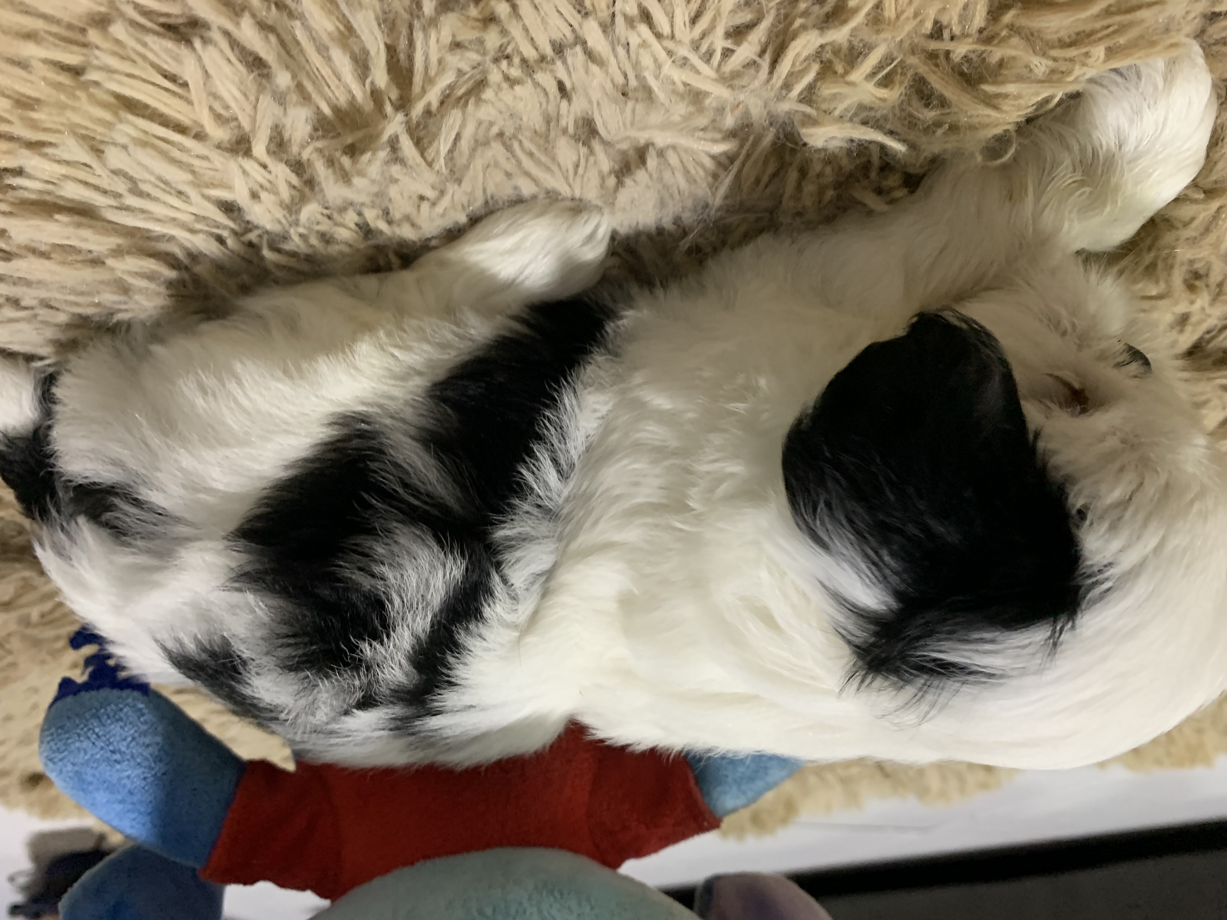 Portal Vendocão Vende-se filhotes de shih tzu machos Feira de Santana 