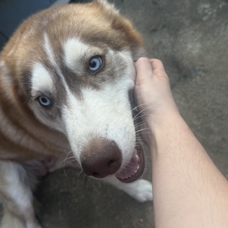 Vendo cadela de 8 meses fêmea muito mansa e que se dá bem com outros animais - Foto 1