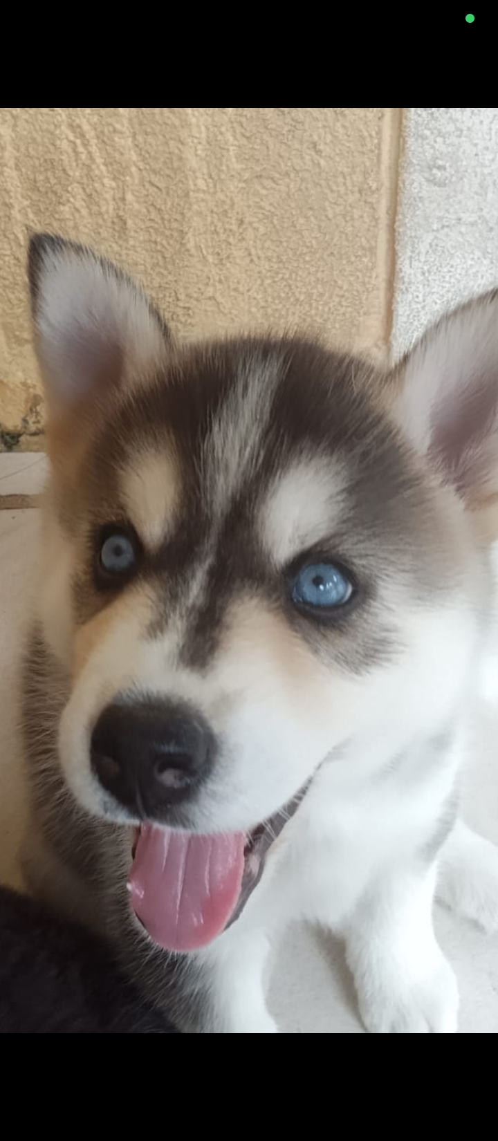 Portal Vendocão Veda de filhotes de Husky Siberiano  Camaçari 
