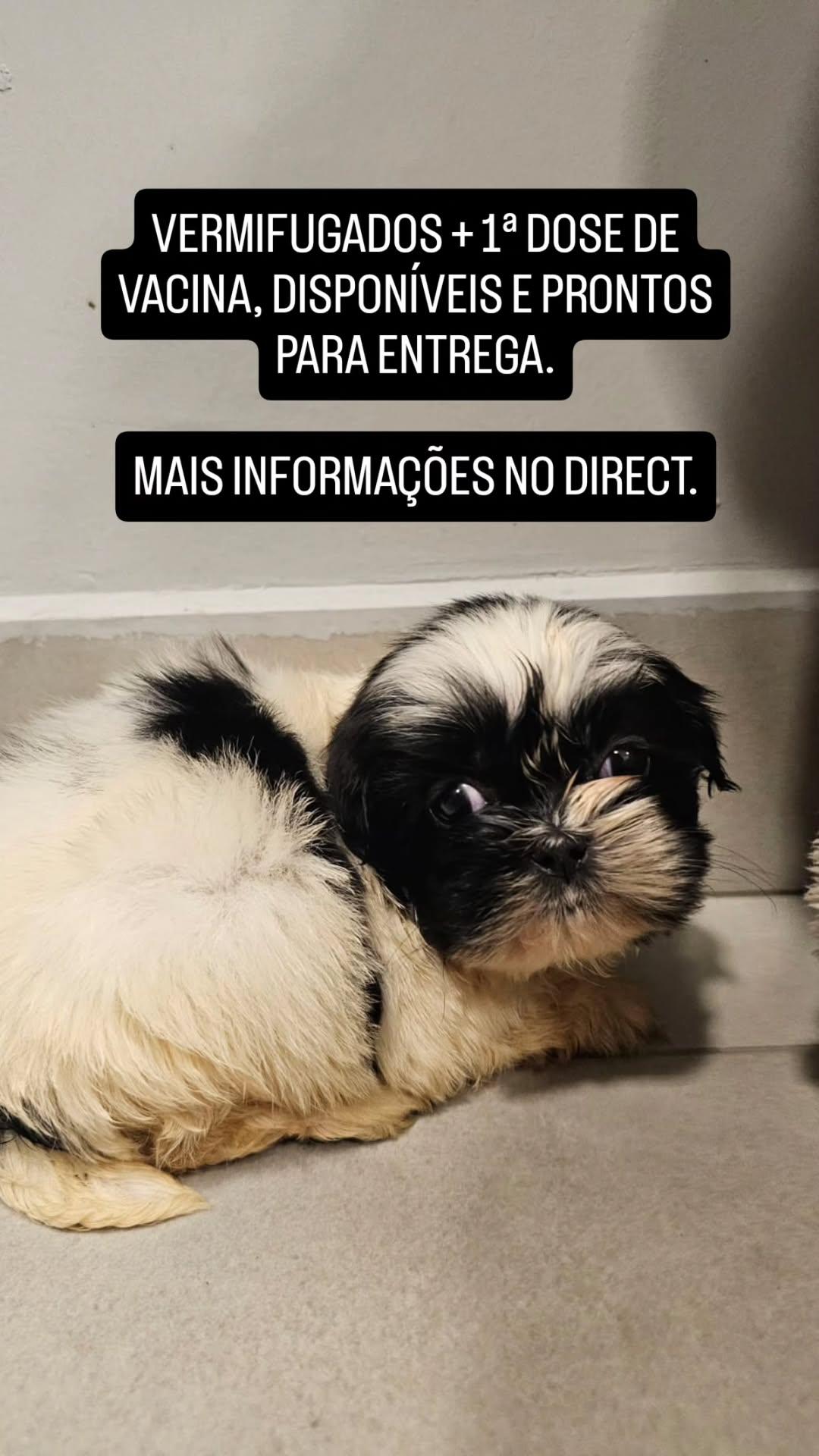 Portal Vendocão FILHOTES FEMEAS SHIH TZU Itajaí 