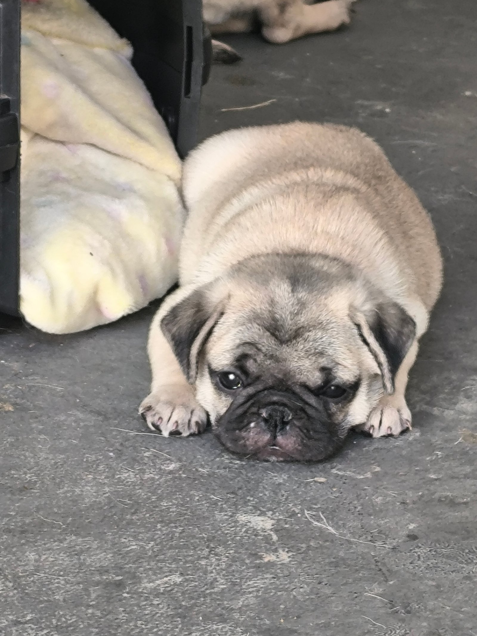 Filhotes de Pug 
