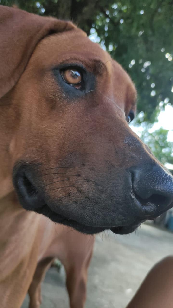 Rhodhesian Ridgeback  - Foto 5