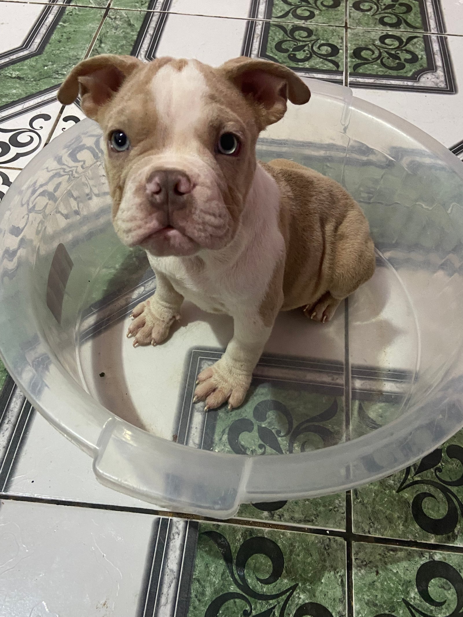 American bully - Foto 1