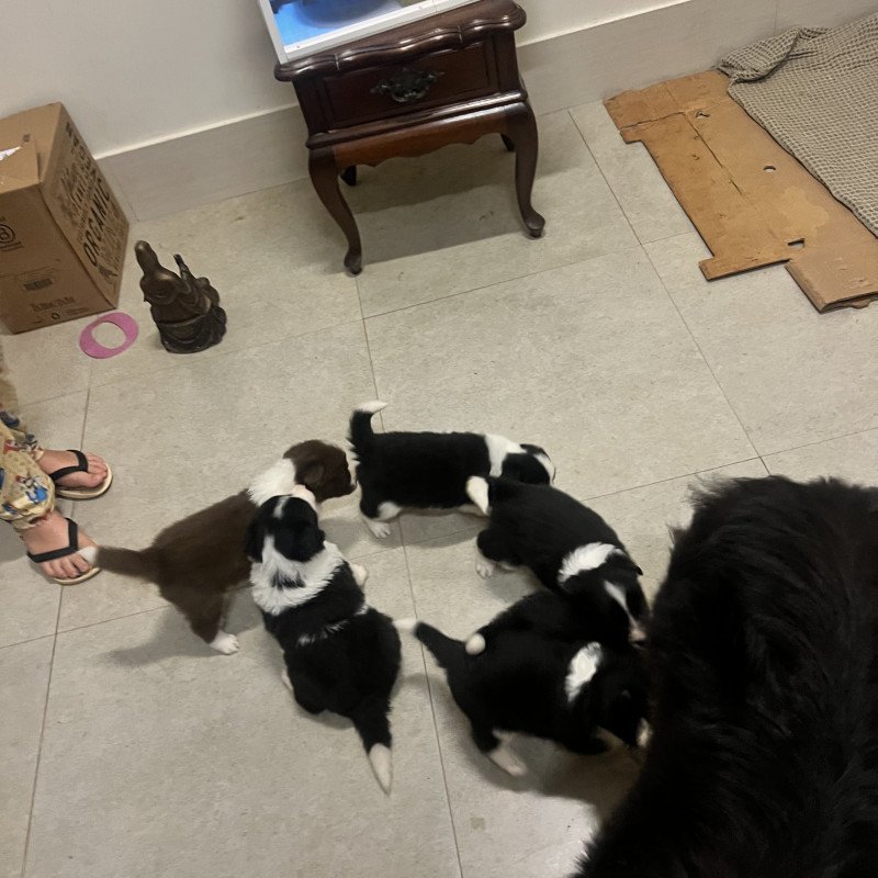 Lindos filhotes de Border Collie. 2500,00 cada - Foto 4