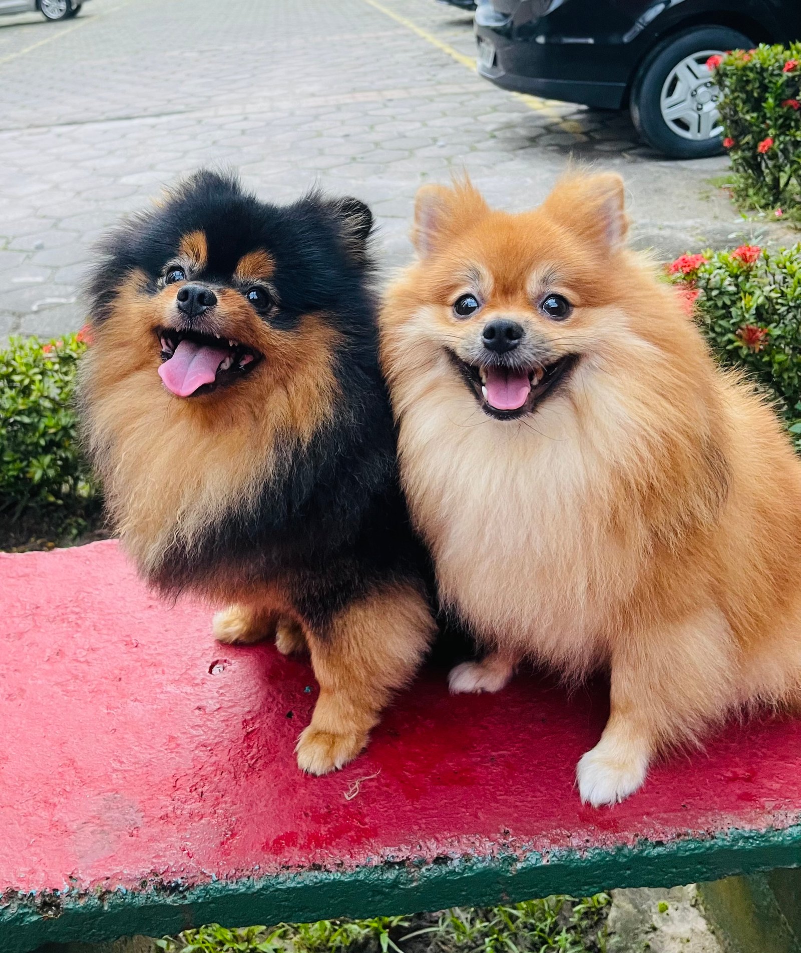 Spitz alemão  - Foto 5