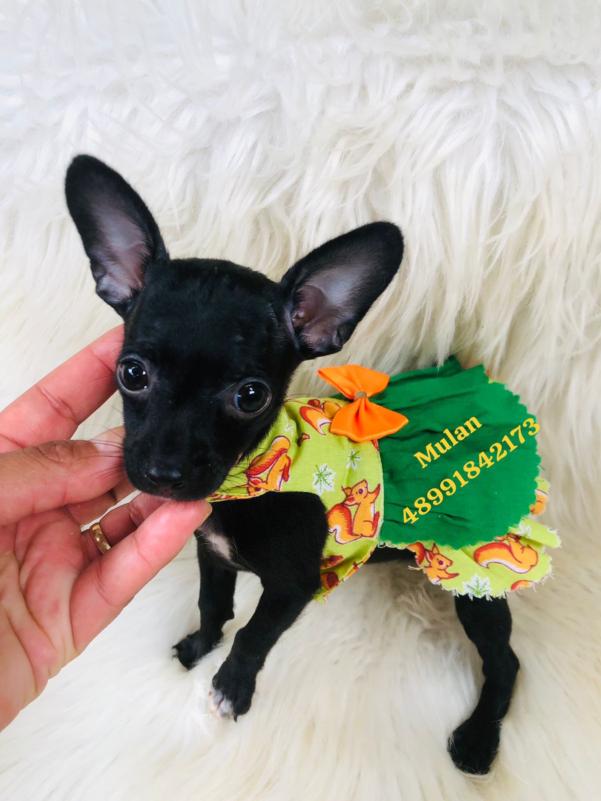 Linda filhote de pinscher femea