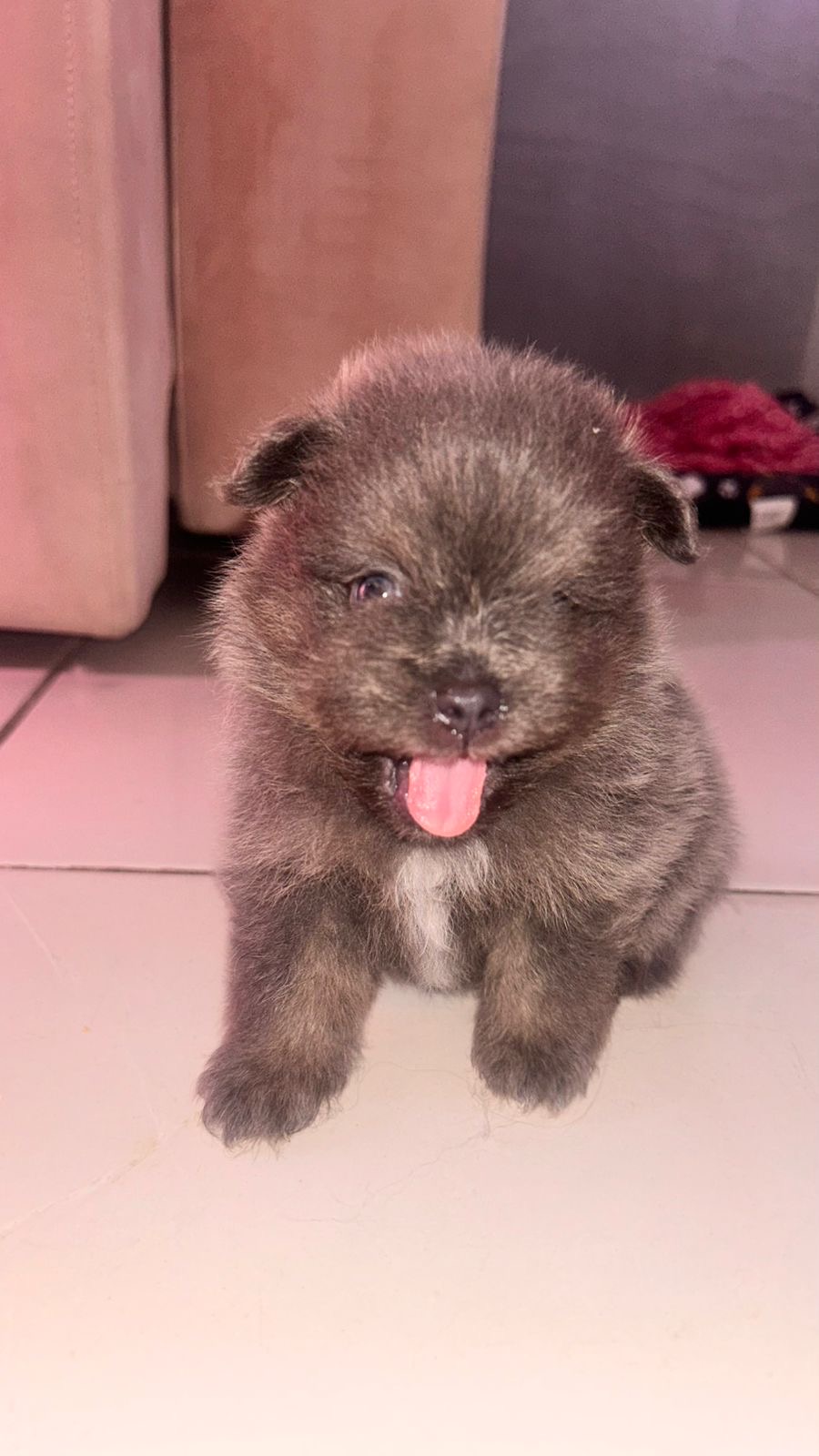 Filhotes de Spitz alemão macho!!! - Foto 2