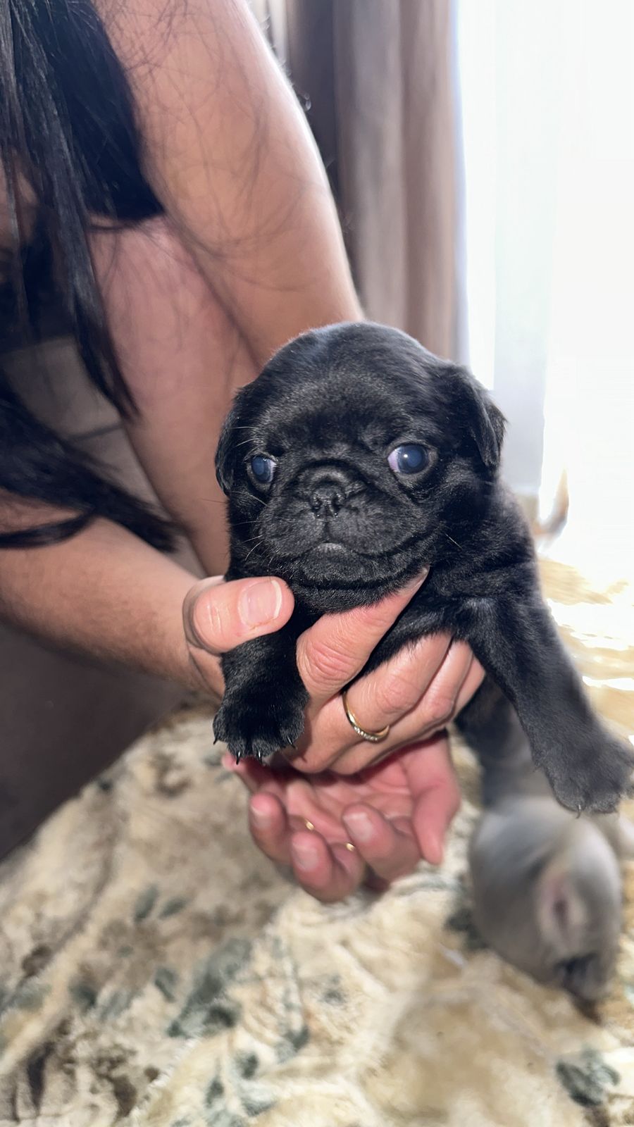 Vendo filhote de pug