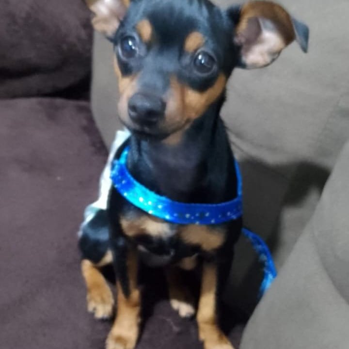 Filhote macho 4 meses