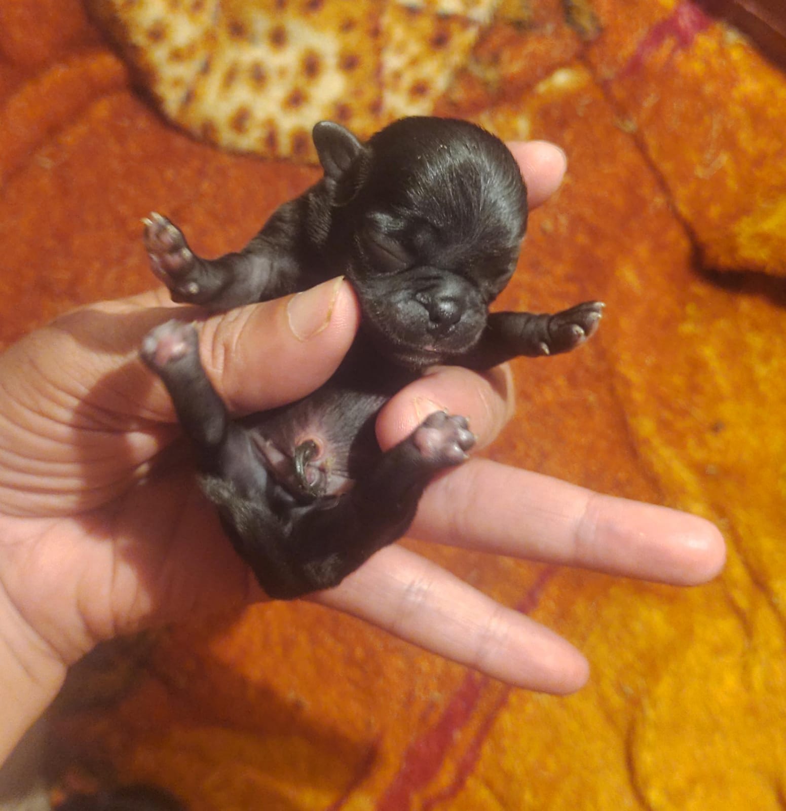 Filhotes de pug