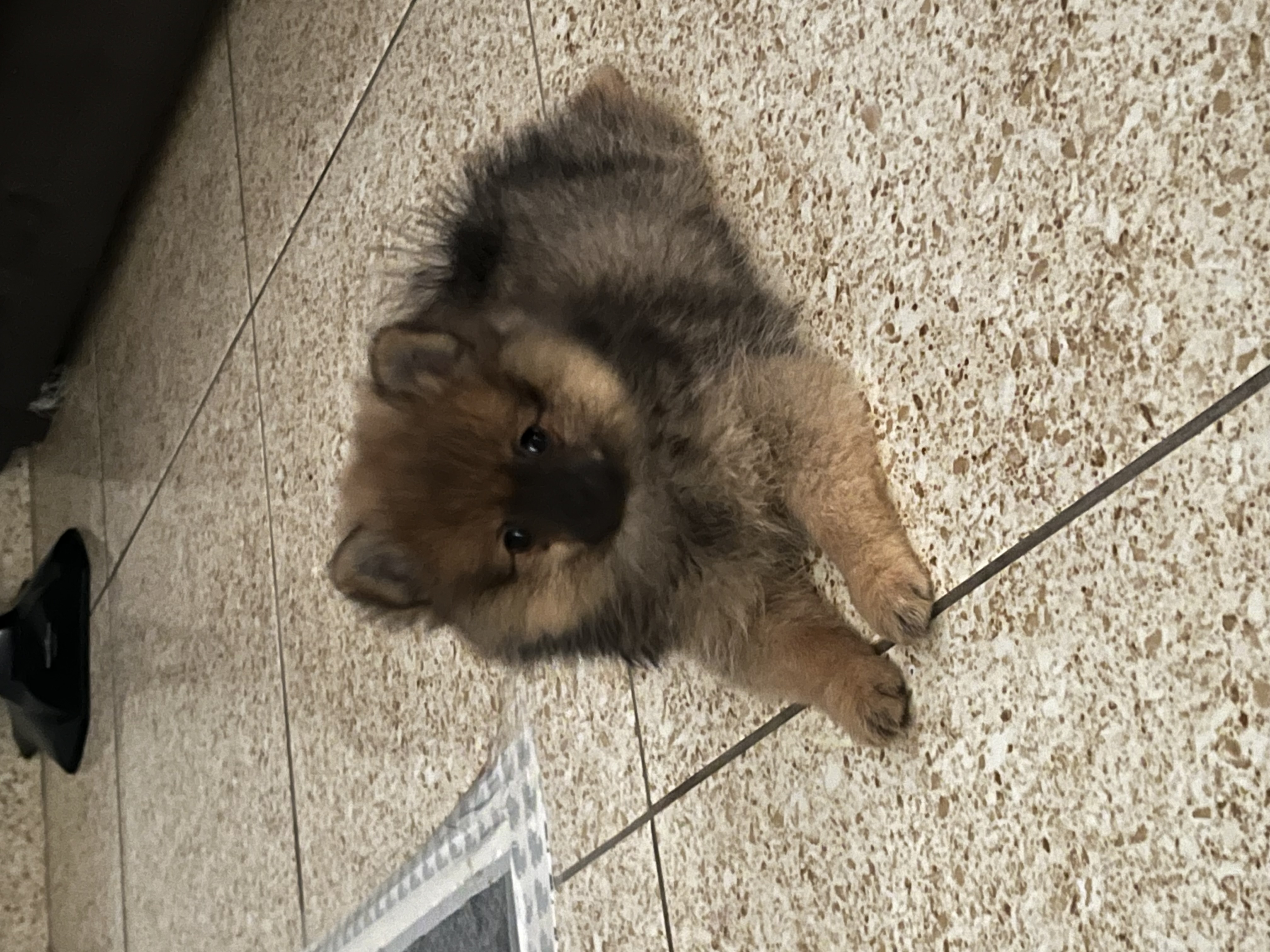 Portal Vendocão Filhote Spitz Alemão Rio de Janeiro 