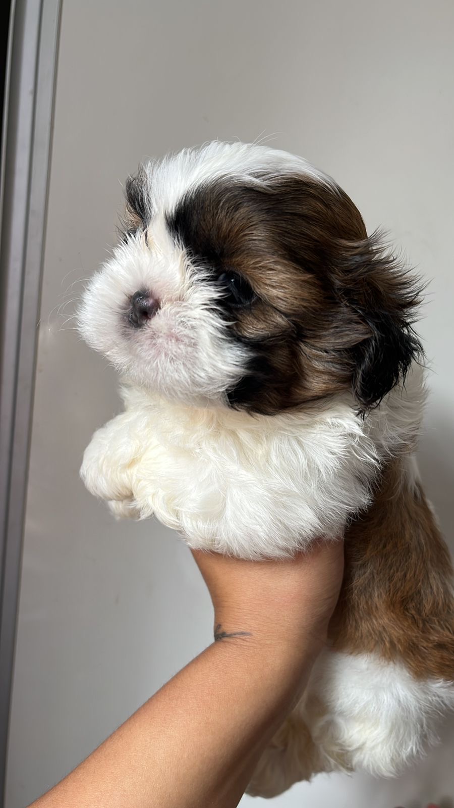 Shihtzu puro! - Foto 1