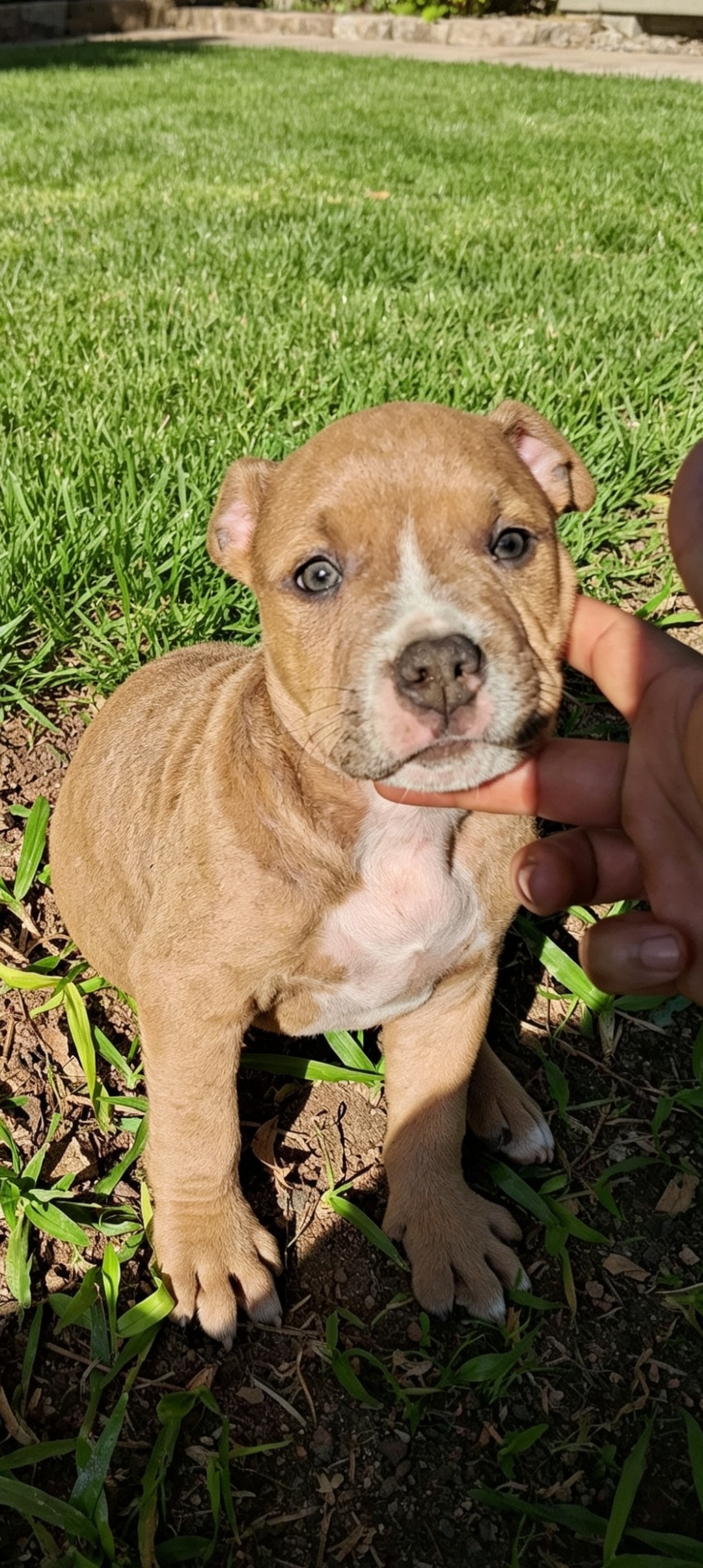 American bully filhotes