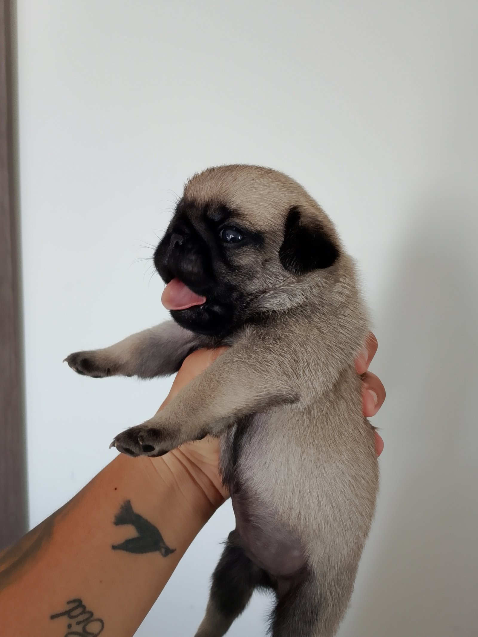 Cachorro da raça Pug 